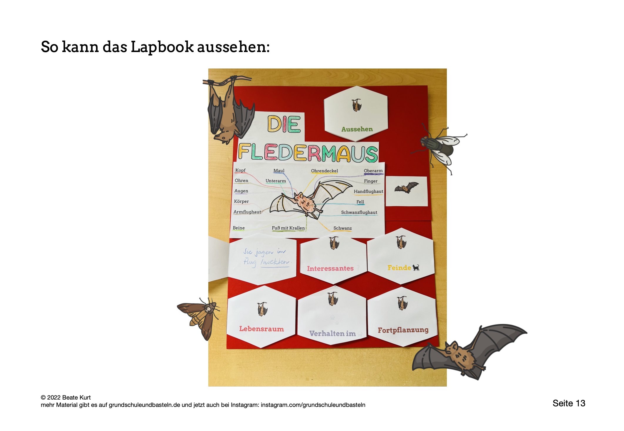  Lapbook Fledermaus 