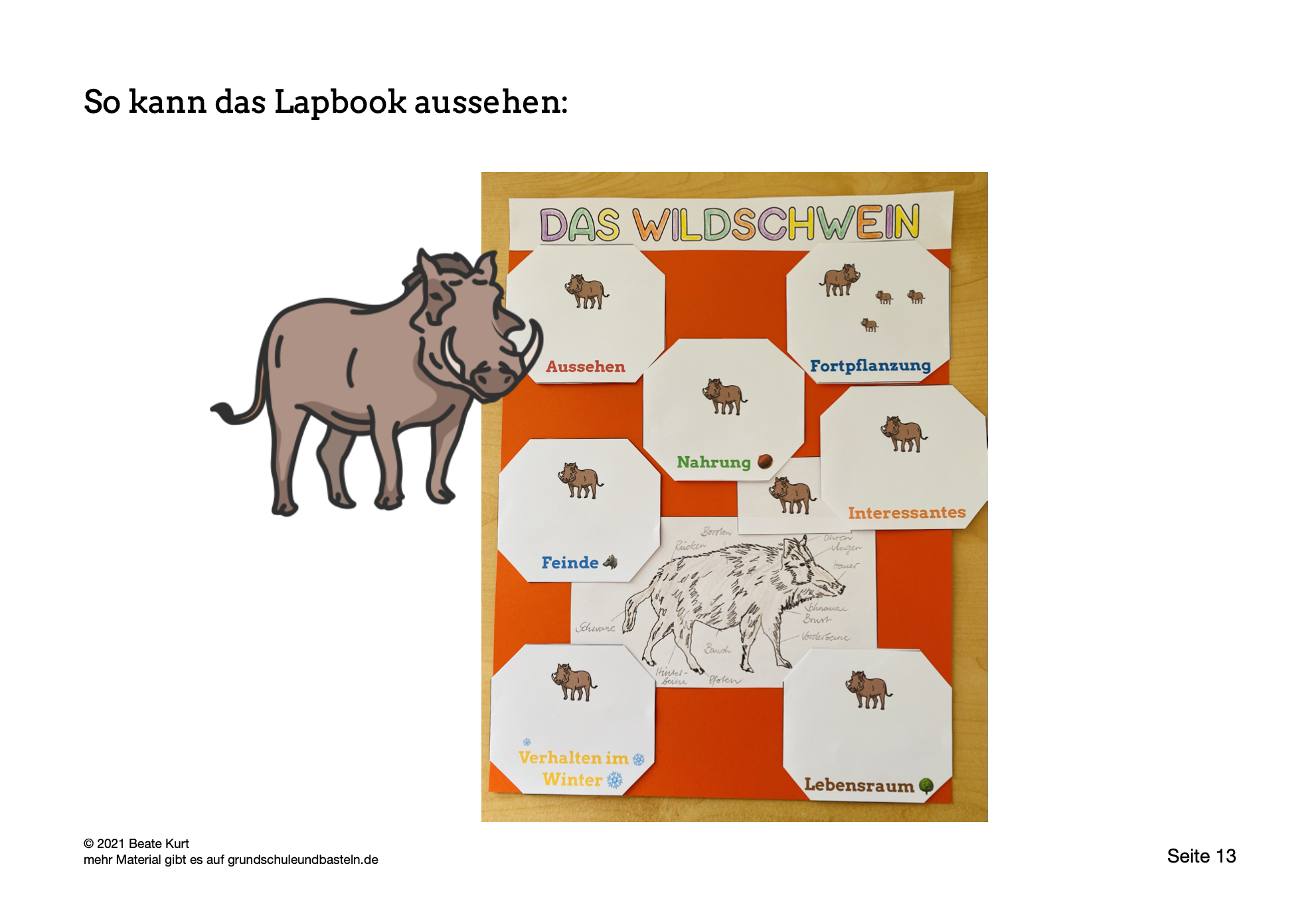  Lapbook Wildschwein 