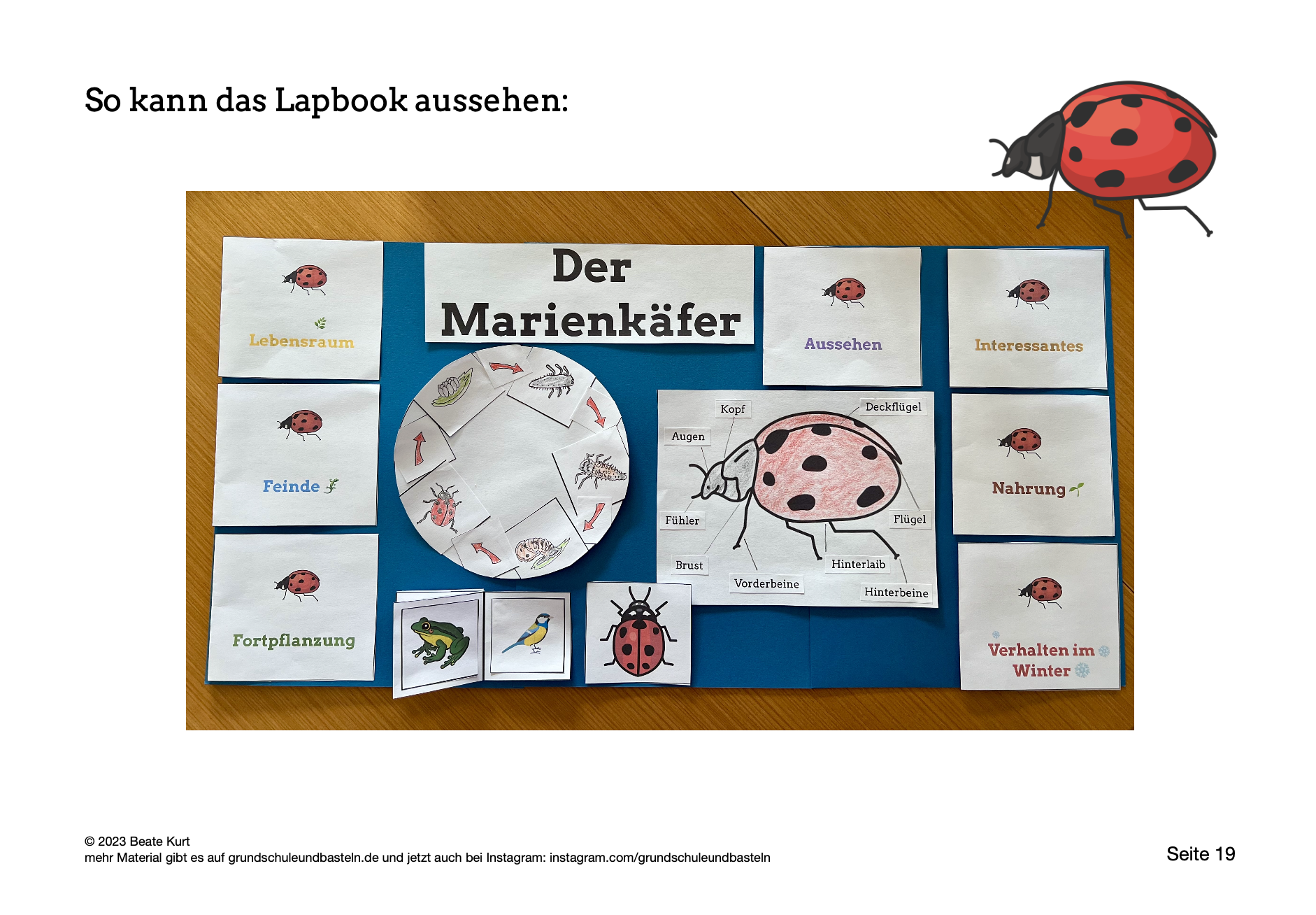  Lapbook Marienkäfer 