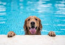 Reston Dog Paddle: Multiple Dates & Times