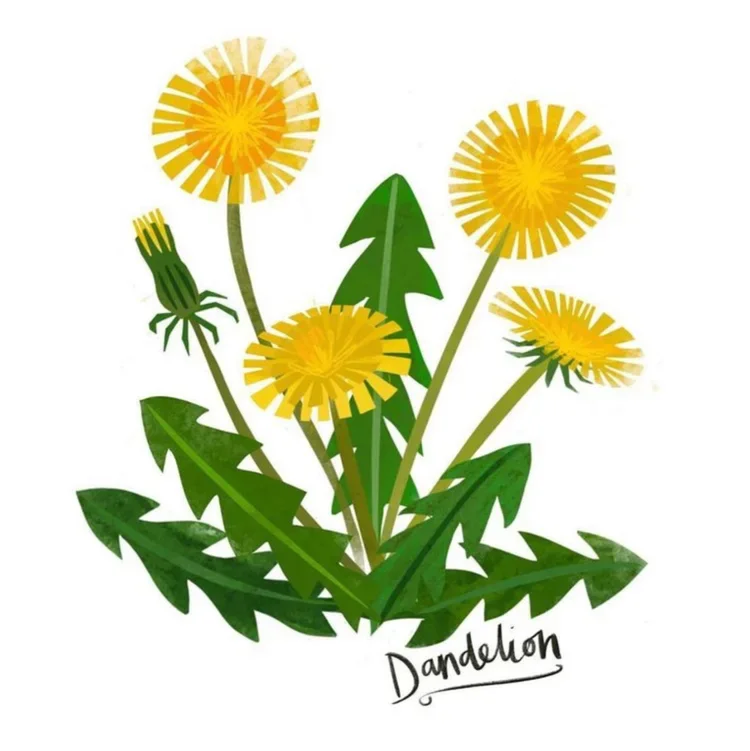 branding-designer-nancy-mccarthy-herb-prints.webp