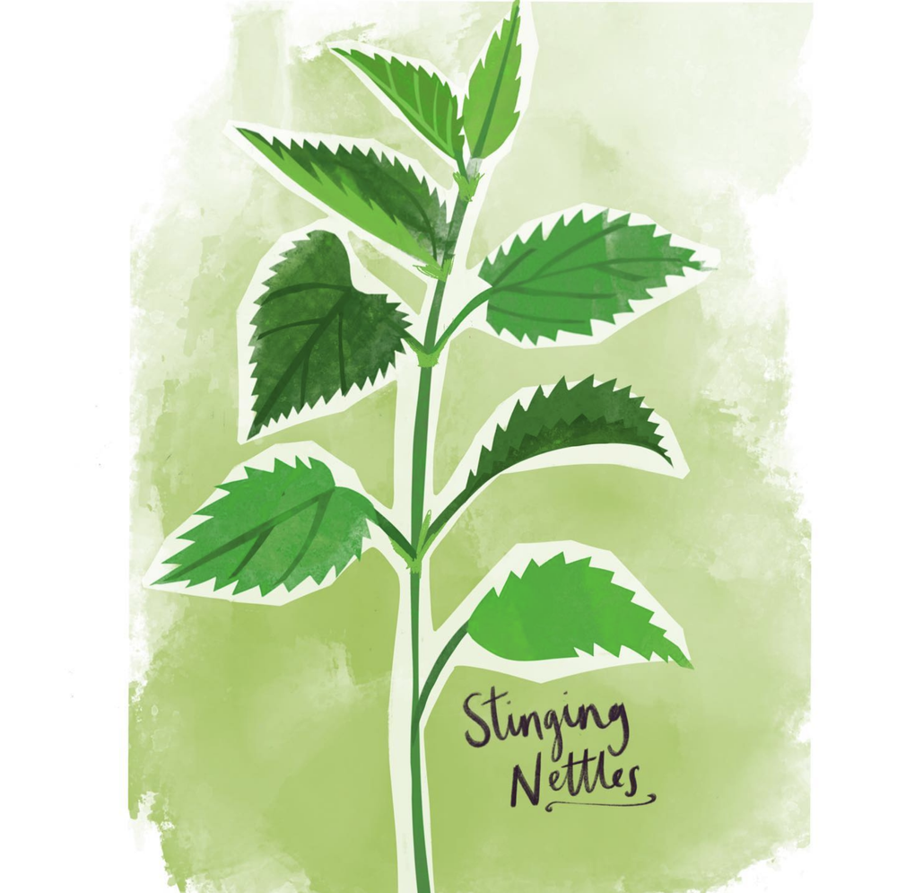 branding-designer-nancy-mccarthy-herb-prints-5.webp