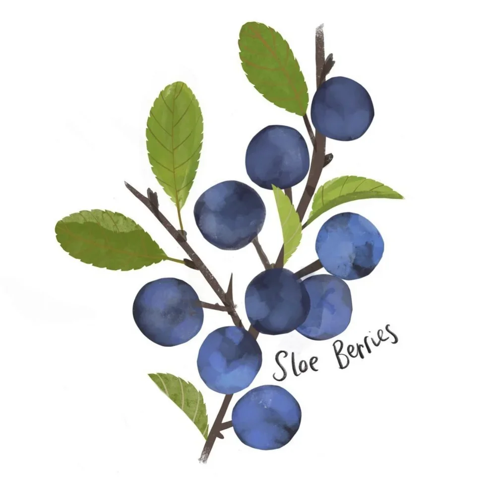 branding-designer-nancy-mccarthy-herb-prints-1.webp