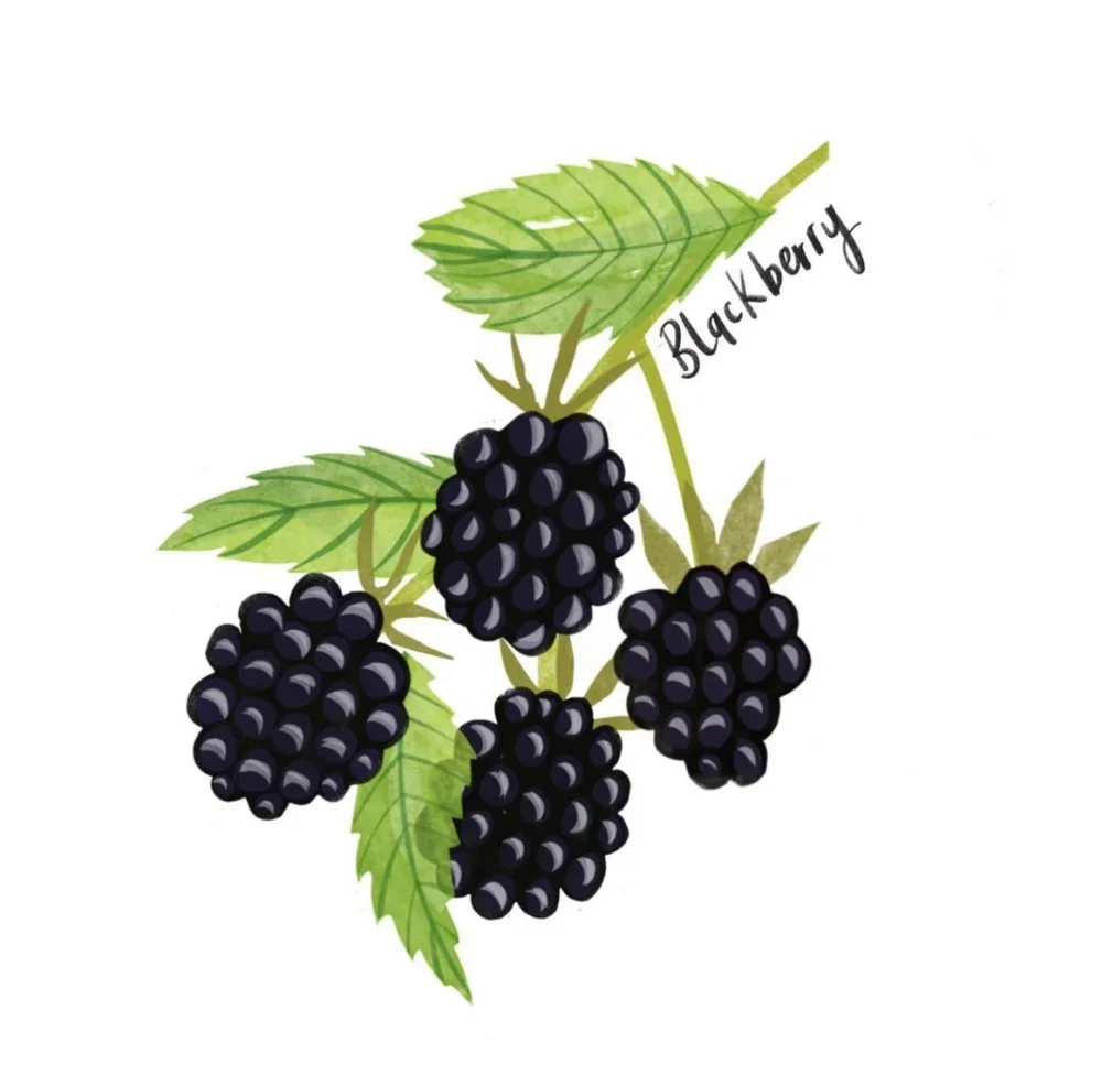 branding-designer-nancy-mccarthy-herb-prints-3.webp