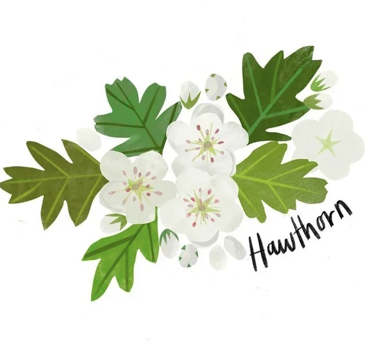 branding-designer-nancy-mccarthy-herb-prints-4.webp