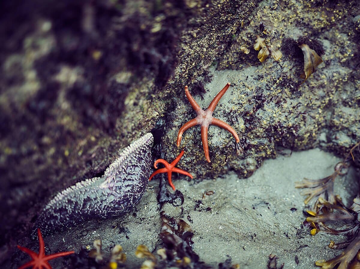Kid&rsquo;s Activity: Explore Summer Tide Pools 🦀

There is a window of time in spring and summer when the sea pulls back on a minus tide to reveal an intertidal zone filled with dazzling marine plants and animals. 

Get your boots or good traction 