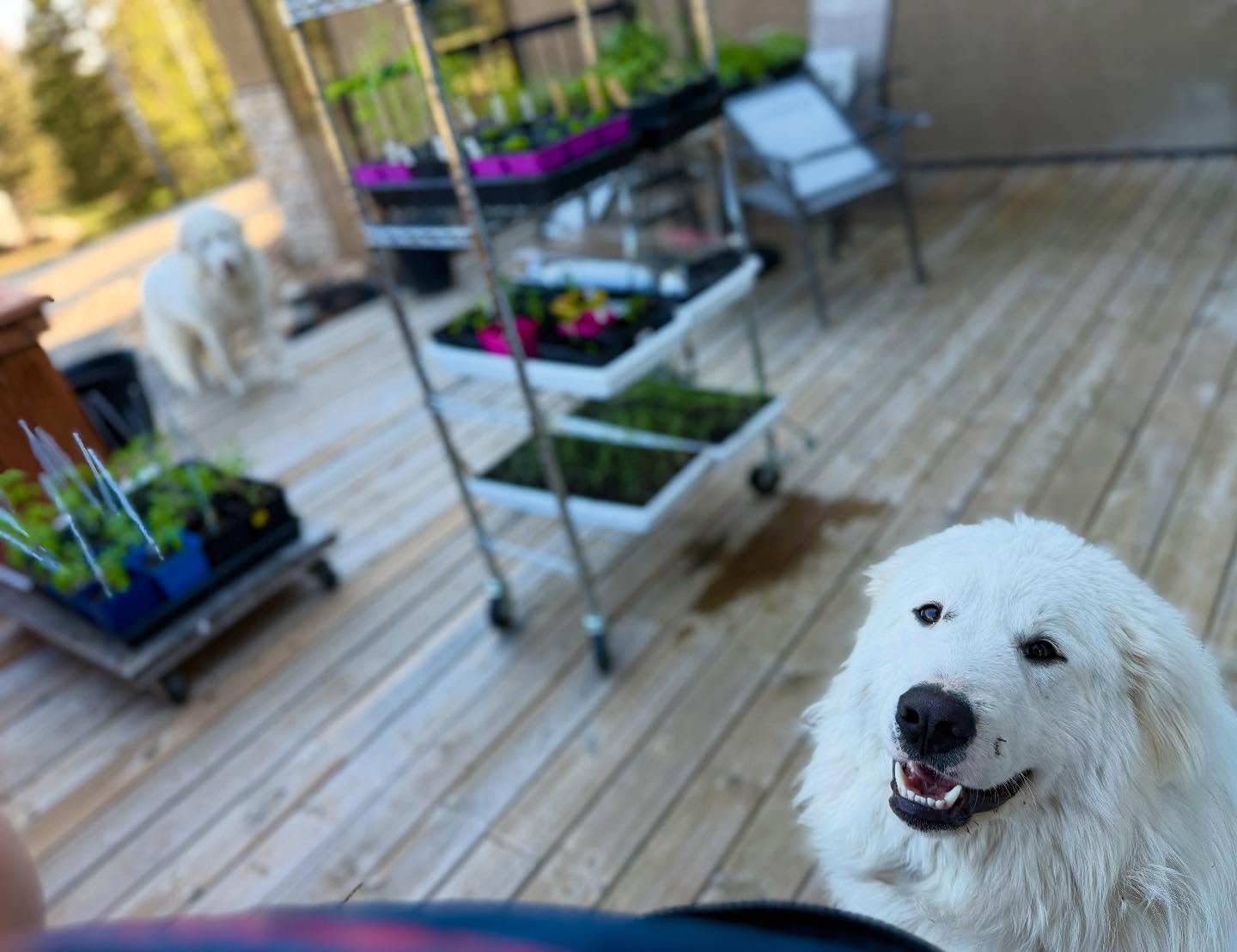 Somebody is happy to help with the gardening 💗 #greatpyranese #gardening