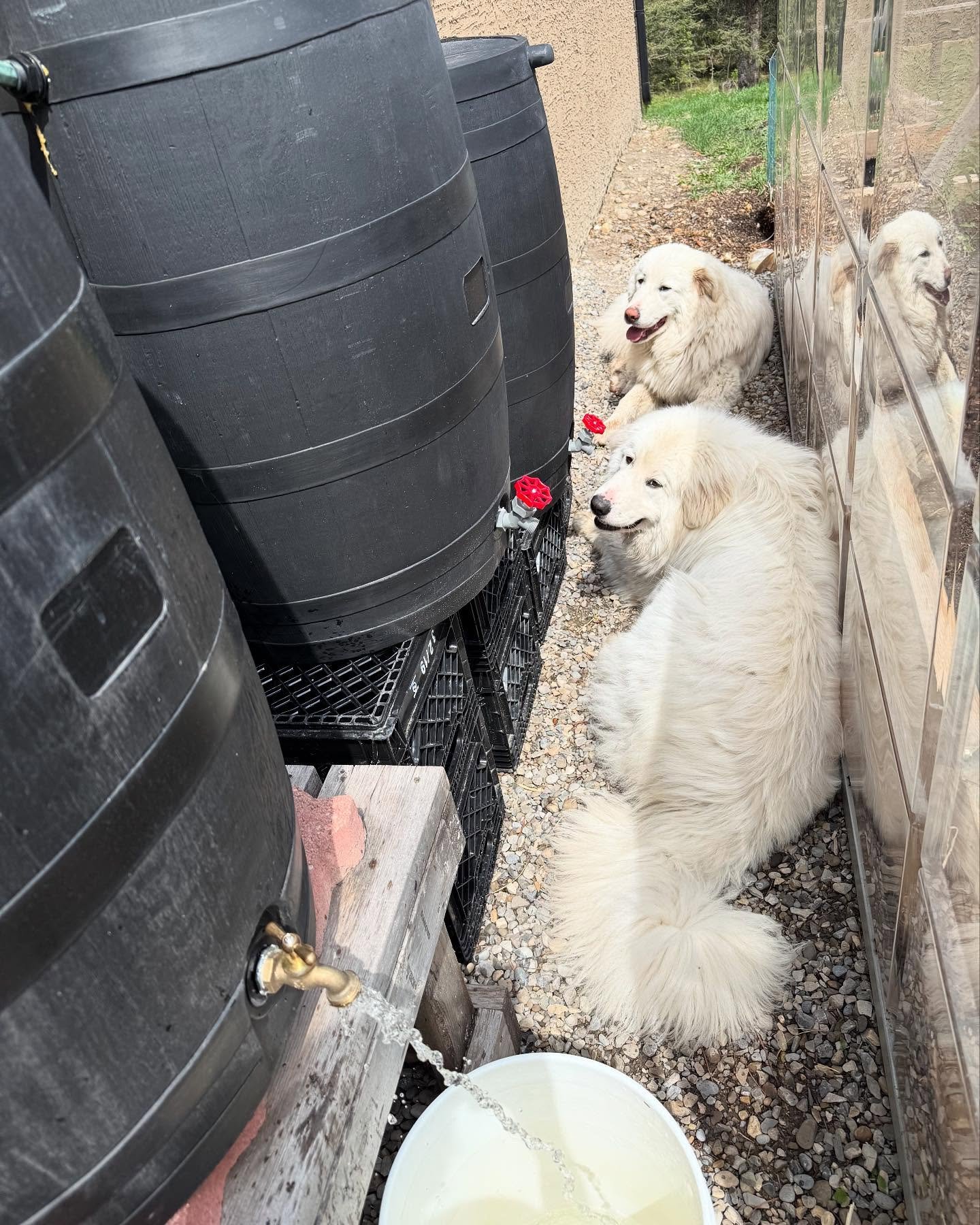 It was sunny for a while today and the dogs helped in the garden but now that it&rsquo;s raining, they are a filthy stinking (but still cute) mess. 
P.s.  Tilly is smart enough to just hang out somewhere dry while it rains.