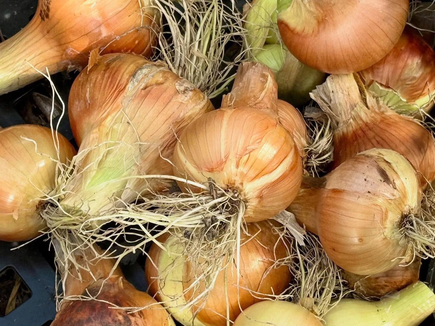 The last of the fall harvesting is underway&hellip; Yesterday was onions. 🥹