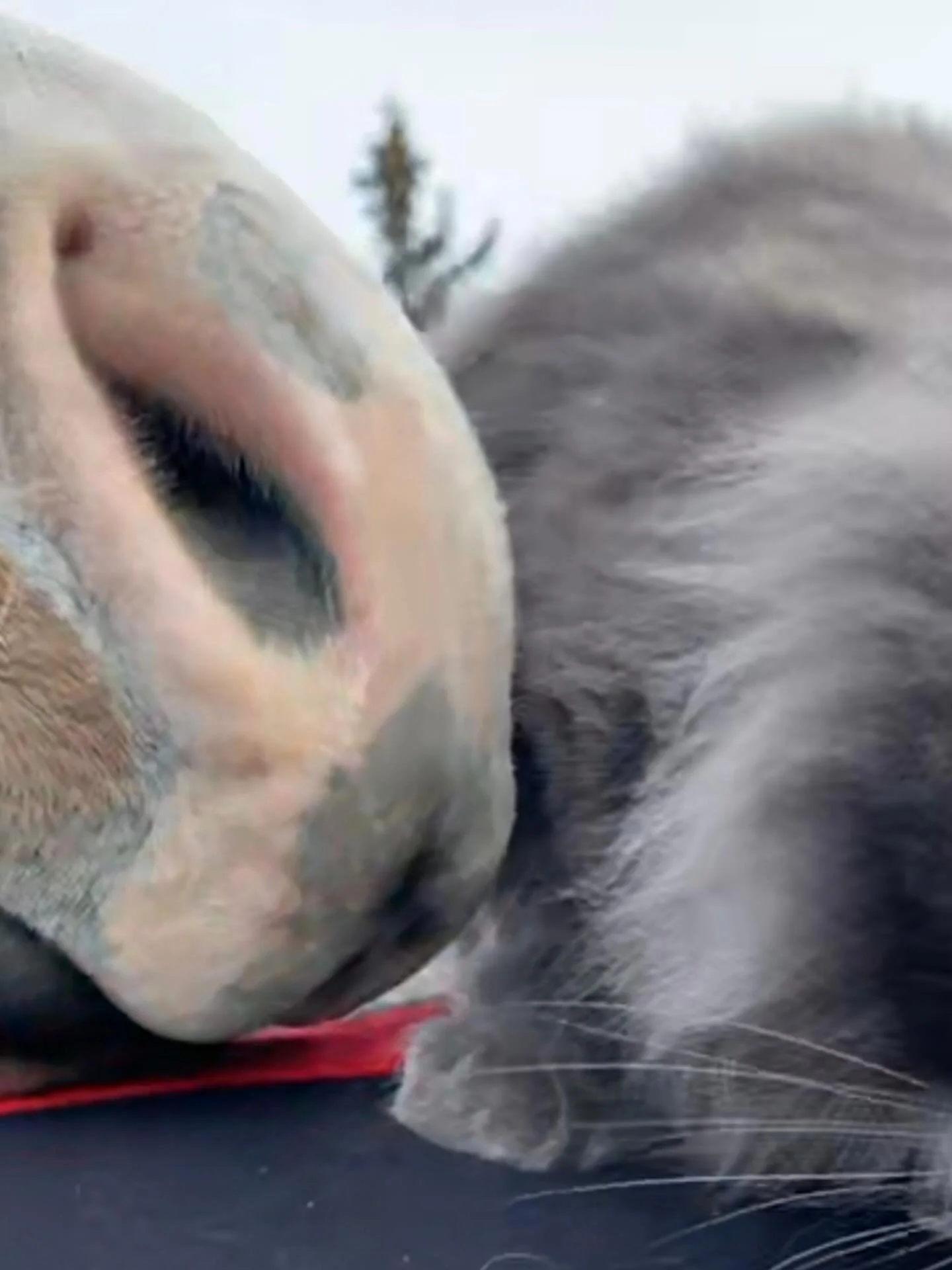 This piece is called, &lsquo;cat resting on horseback gets smooch from other horse.&rsquo; #homesteading