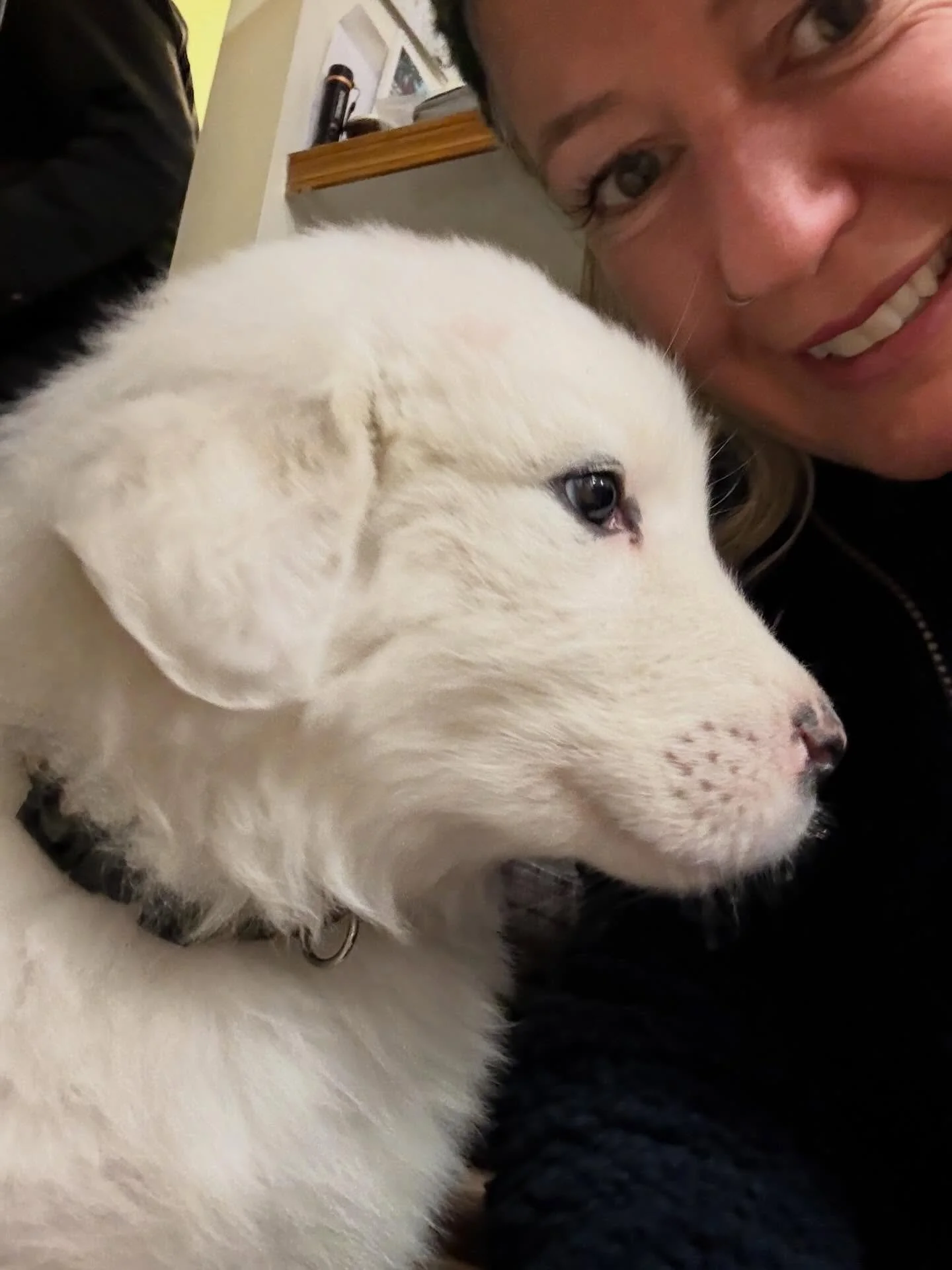 Oh my, what a sweet little furrball. Not mine, but oh I was tempted&hellip;.. #greatpyrenees
