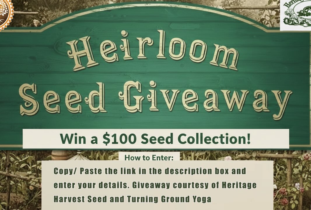 Enter this year&rsquo;s Heirloom Seed Giveaway by copy/pasting this URL into your browser and filling in your details. https://docs.google.com/forms/d/1Zqq1w3q_yIVduPI9C3POa1mJhfYQRugwIif22IqSO58/edit?usp=drivesdk  Good luck.🍀Must be 18+ to enter. N