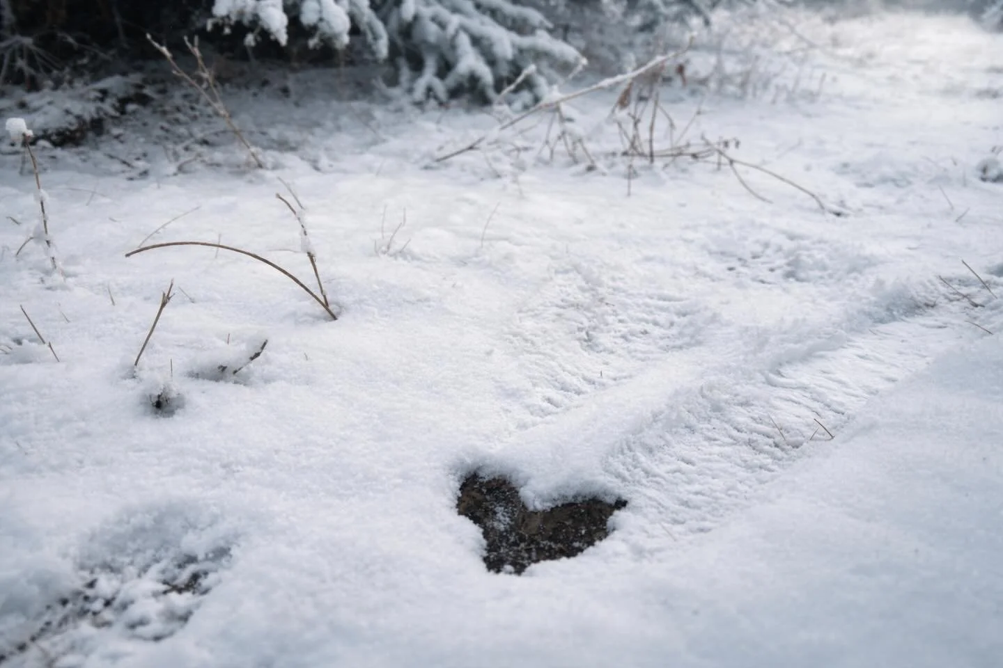 A moment of stillness in the shifting season. 💖  Though winter&rsquo;s blanket is just now beginning to fade, this little heart in the snow reminds us of the earth&rsquo;s quiet, persistent love.
With the recent spring equinox, we welcome back the s