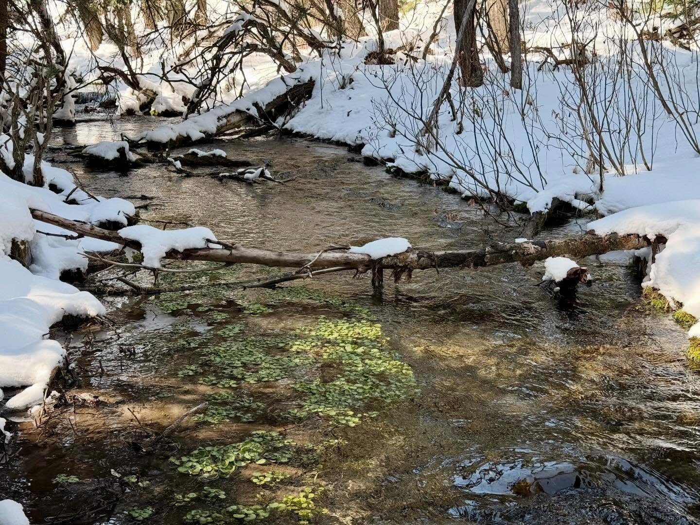 Stopped by Big Hill Springs Provincial Park on the way back from Calgary yesterday, and it was exactly what my heart needed. 🌲✨
The park is caught in that beautiful, messy transition of very early spring&mdash;slushy paths, the sound of melting snow