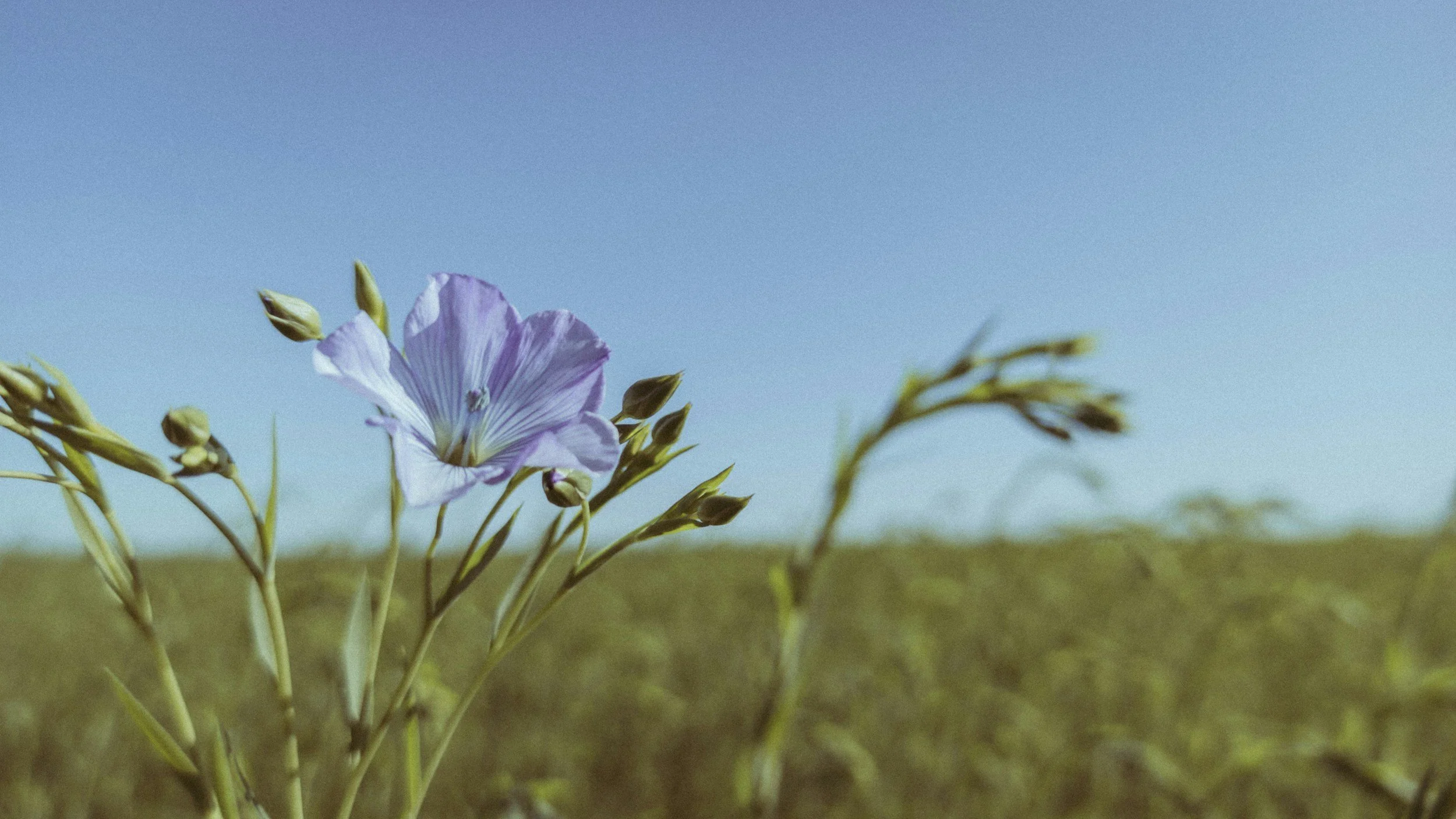 A close-up of a light purple flower with surrounding buds in a field under a clear blue sky.
