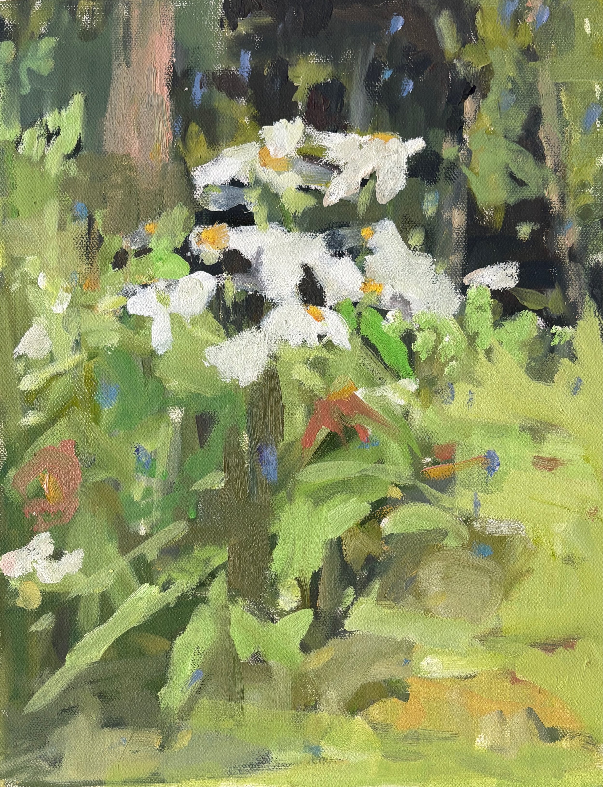 "Daisies in the Garden" (2025, oil on canvas, 11"x14") *available at The Willard Gallery, S. Portland ME