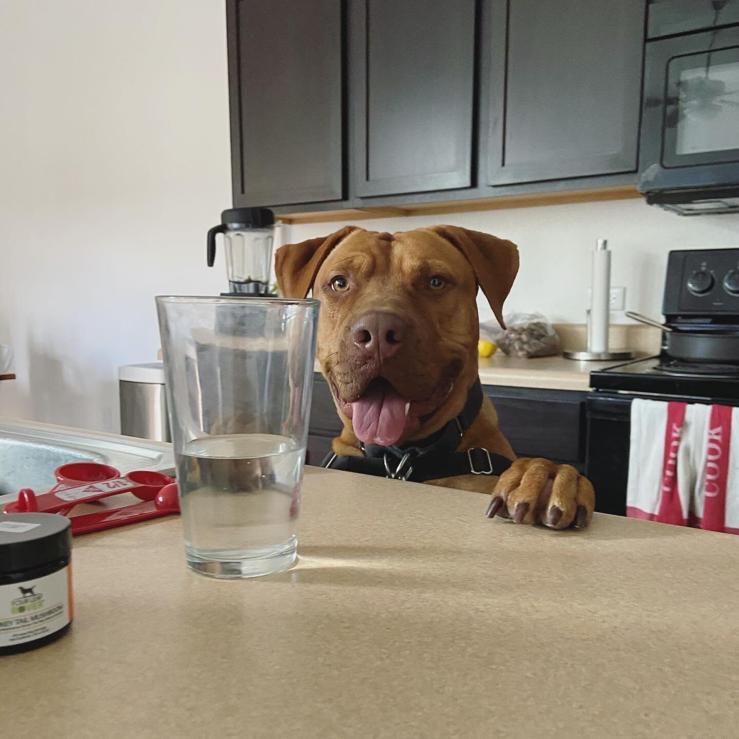 I Need To Return This Dog Dog Possible Austin Dog Training