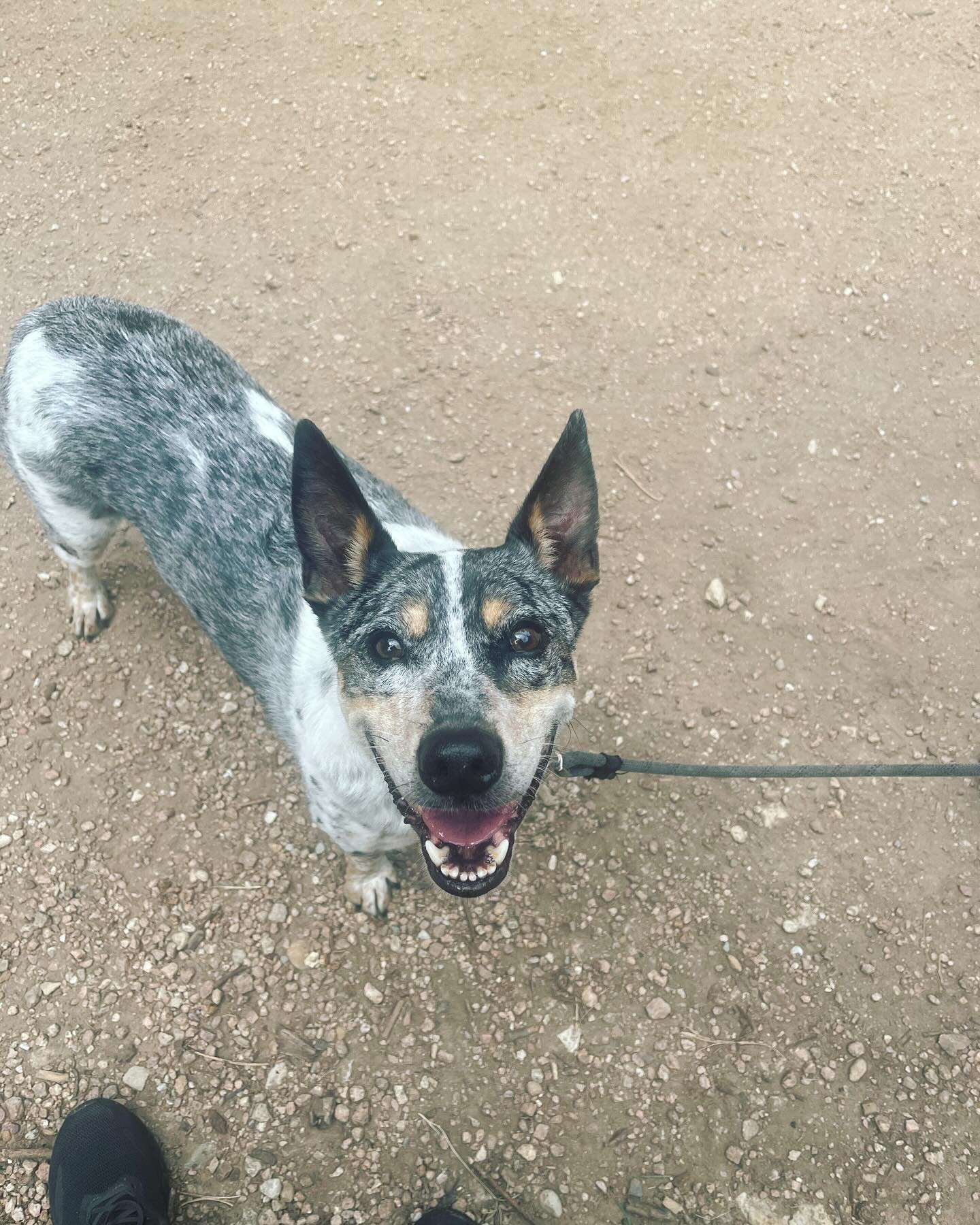 This cutest guy is Bodhi! 🥰

Bodhi sounded like a bit of a complicated gentleman from his client form. While he does have some things he needs help with, living successfully with dad&rsquo;s partner&rsquo;s dog the trickiest among them, he&rsquo;s a