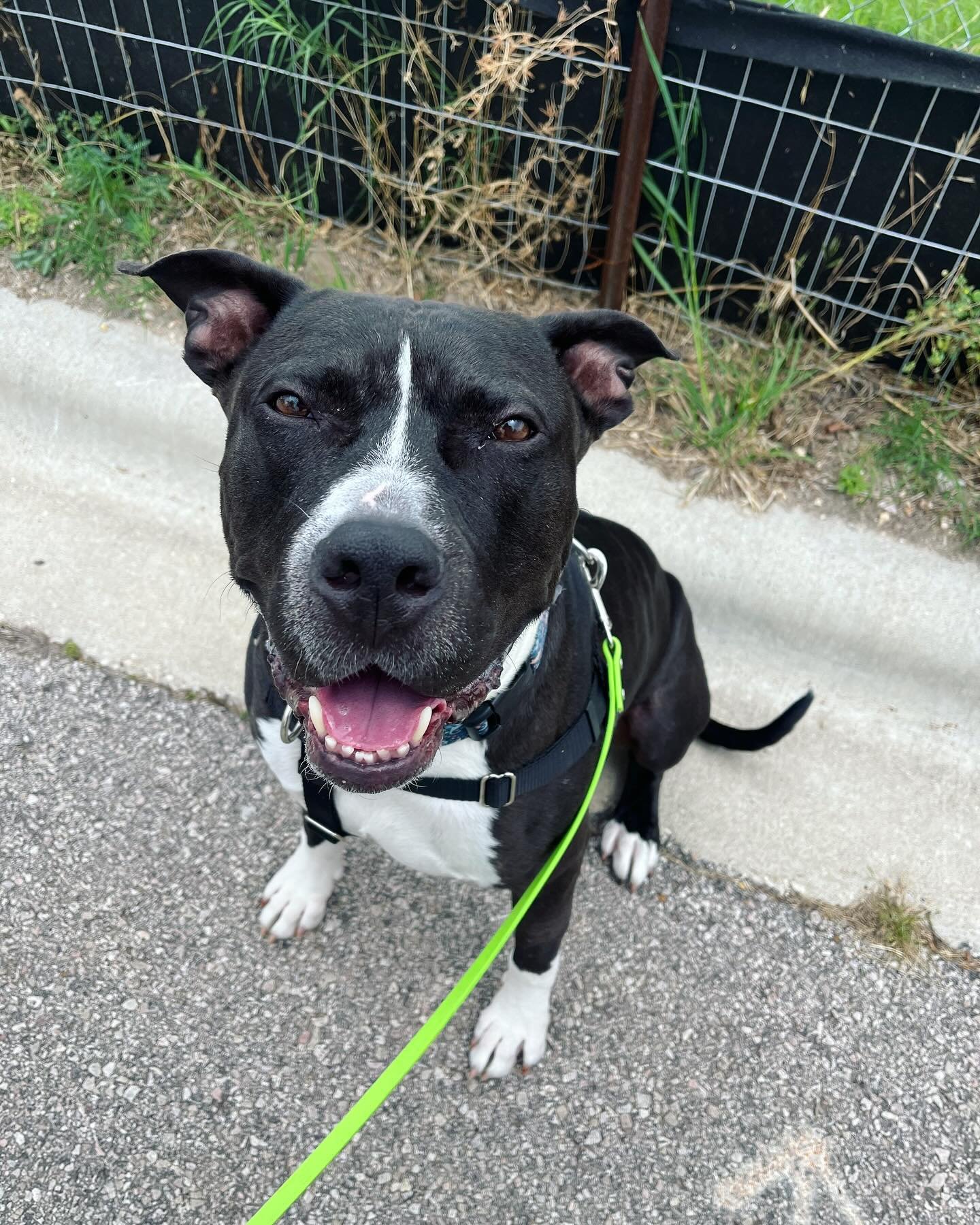 We got to check in with #adoptable man Hotchy in his temporary #foster home today! 🥰

This guy is so good, y&rsquo;all. A casual loose leash walker, a snuggle buddy indoors, and a social embassadog to each human he meets. 

Hotchy has an awesome fea