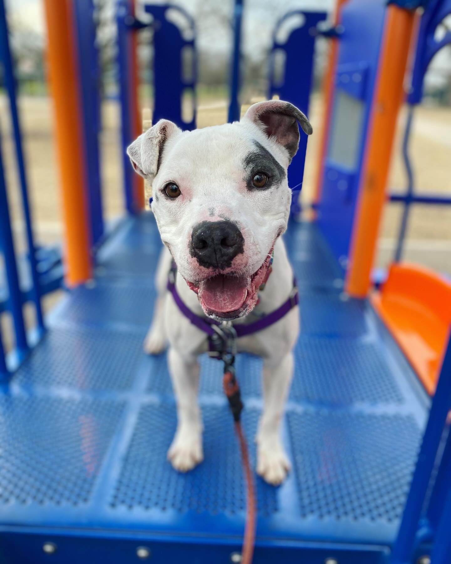 A few weeks ago, we got to take @austinanimalcenter #adoptable boy Binkles on two sponsored outings thanks to one of his best #volunteer friends. 🥰

This morning, she messaged us that this sweet buddy is still at the shelter and feeling pretty stres