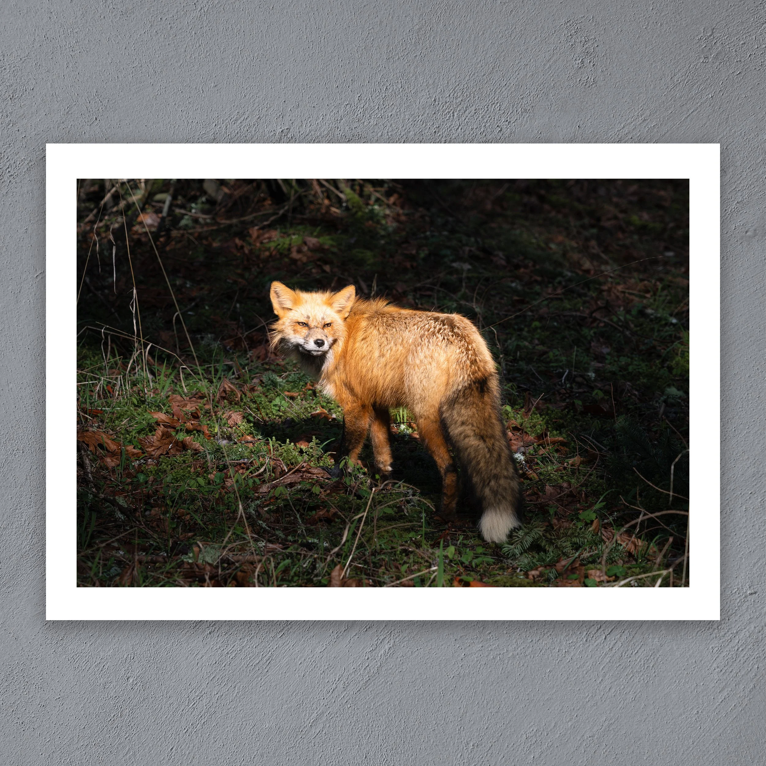 The-Red-Fox.jpg