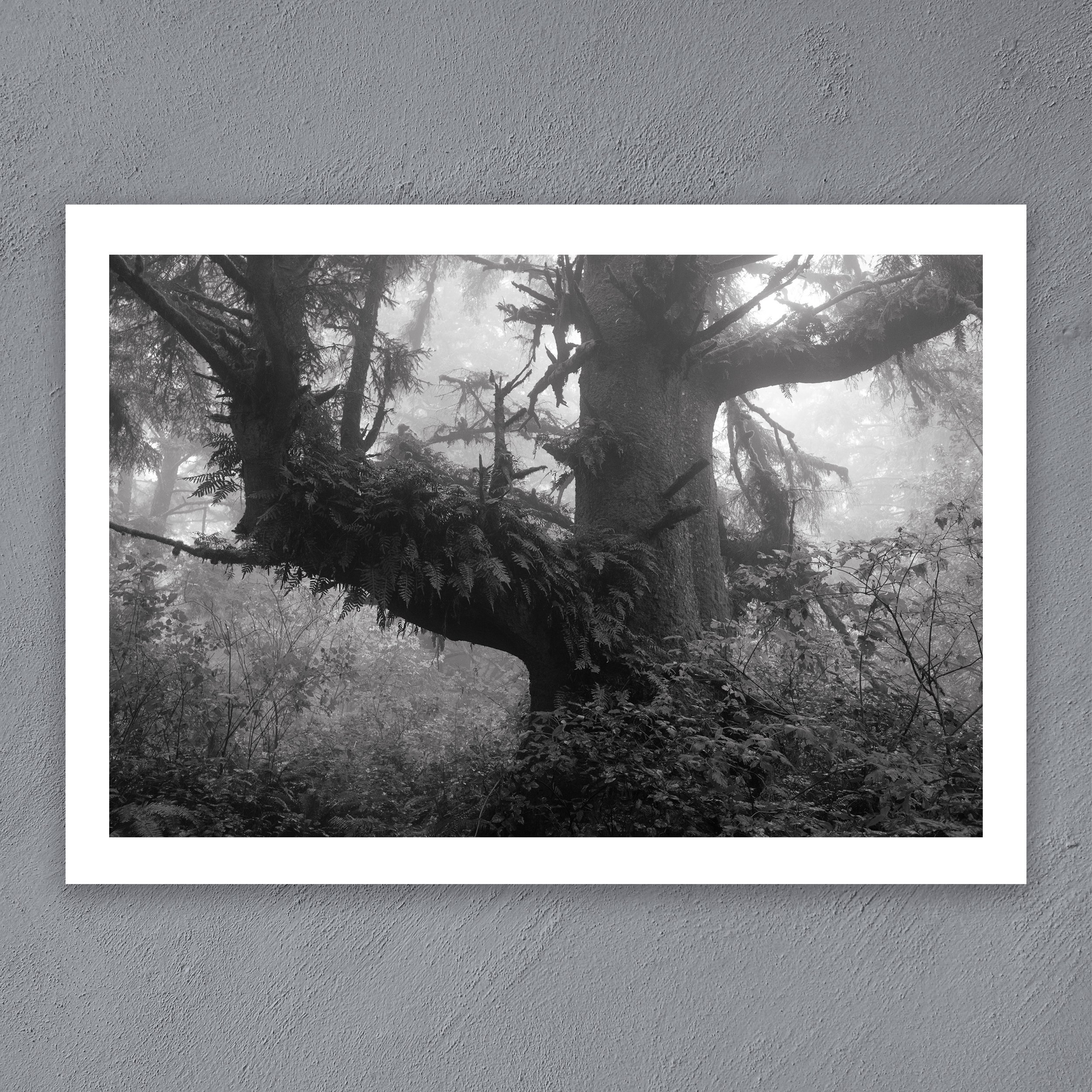 Epiphyte.jpg