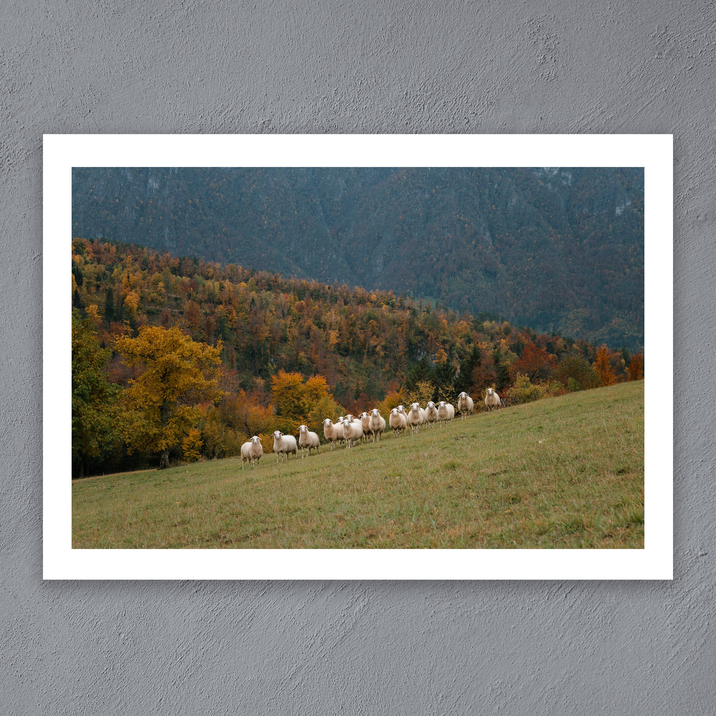 Sixteen-Slovenian-Sheep.jpg
