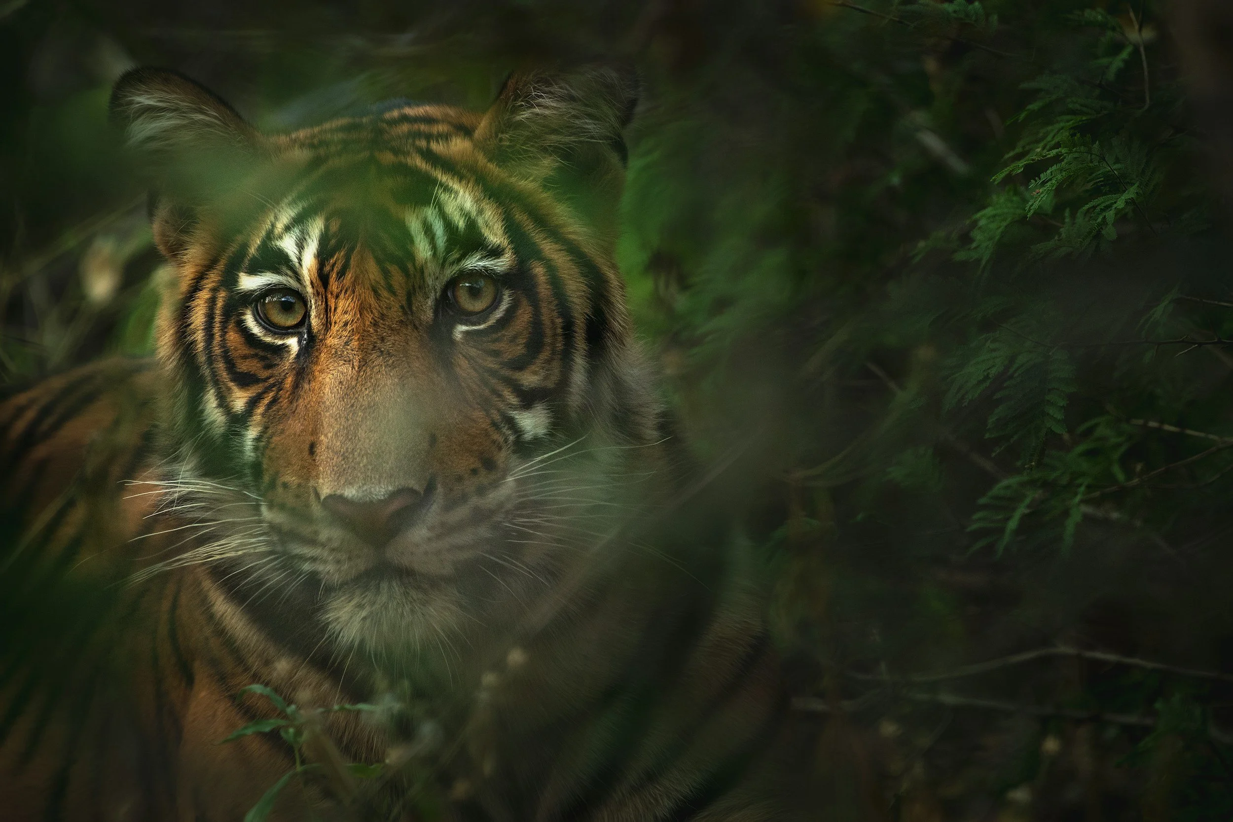 image of a tiger's face seen between greenery as though hiding from his prey