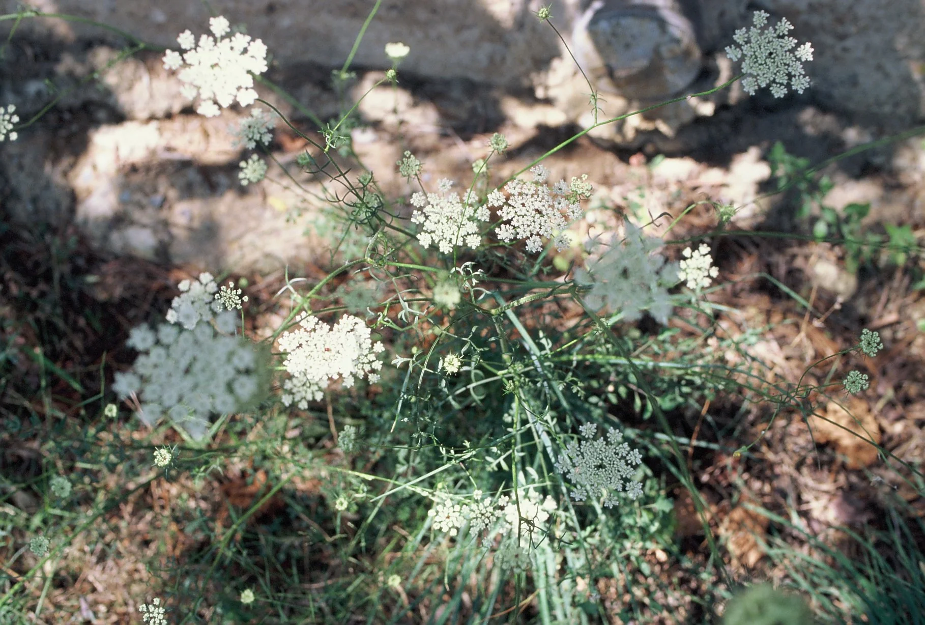 R1-07181-0017.JPG