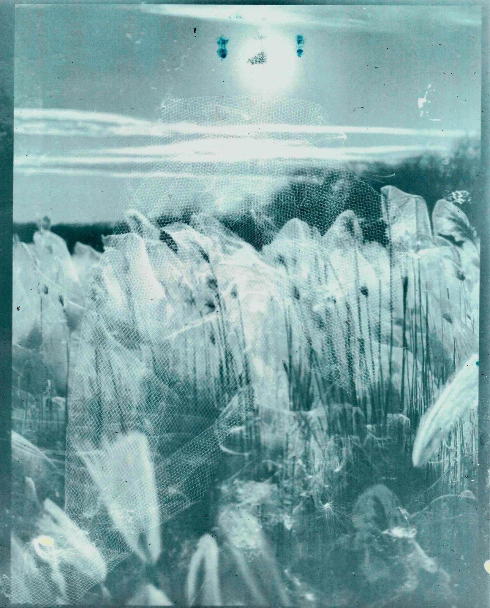 Une plantation de maïs avec une toile anti-oiseaux qui couvre une partie des plants.