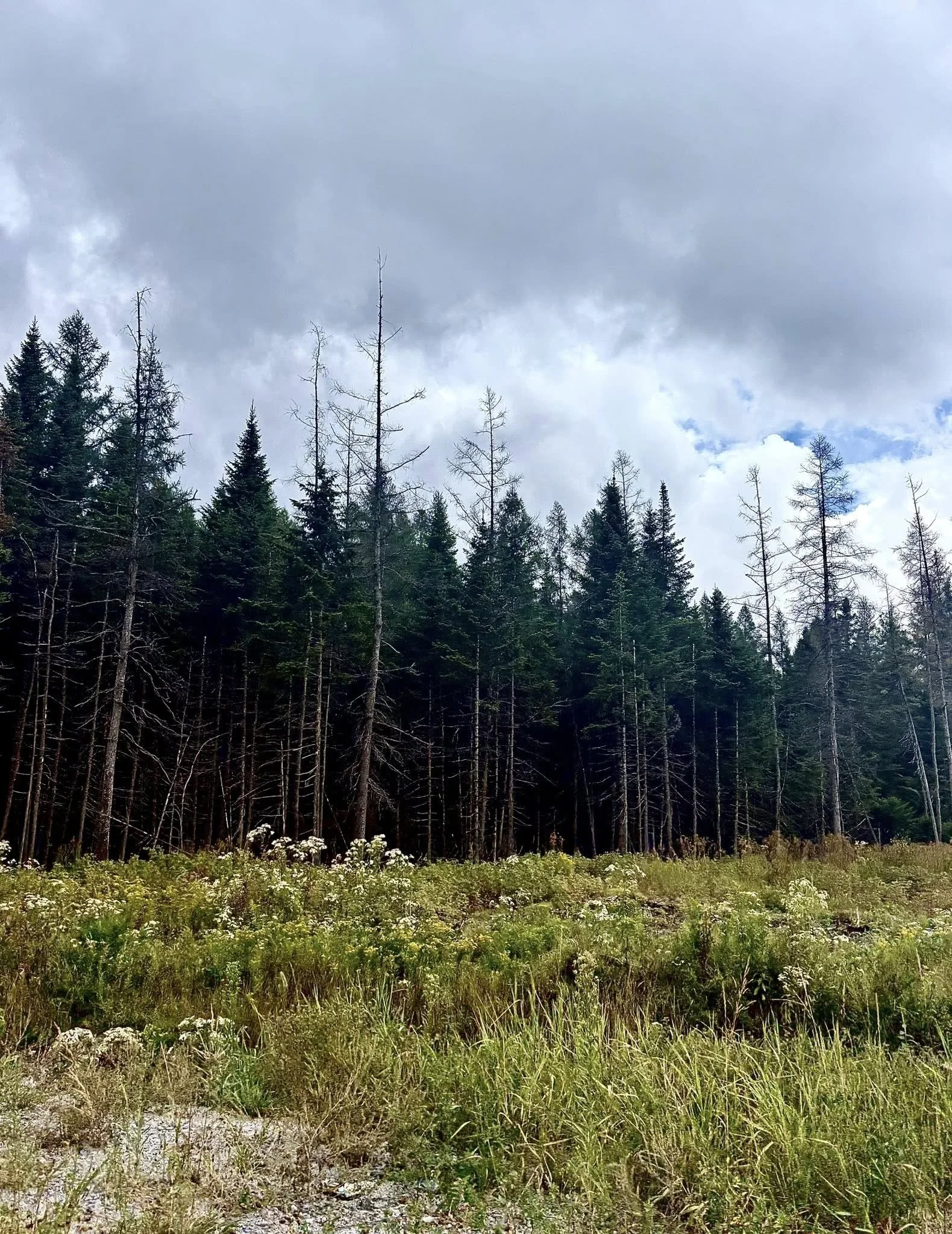 Forêt de conifères avec ciel nuageux et herbes en premier plan.