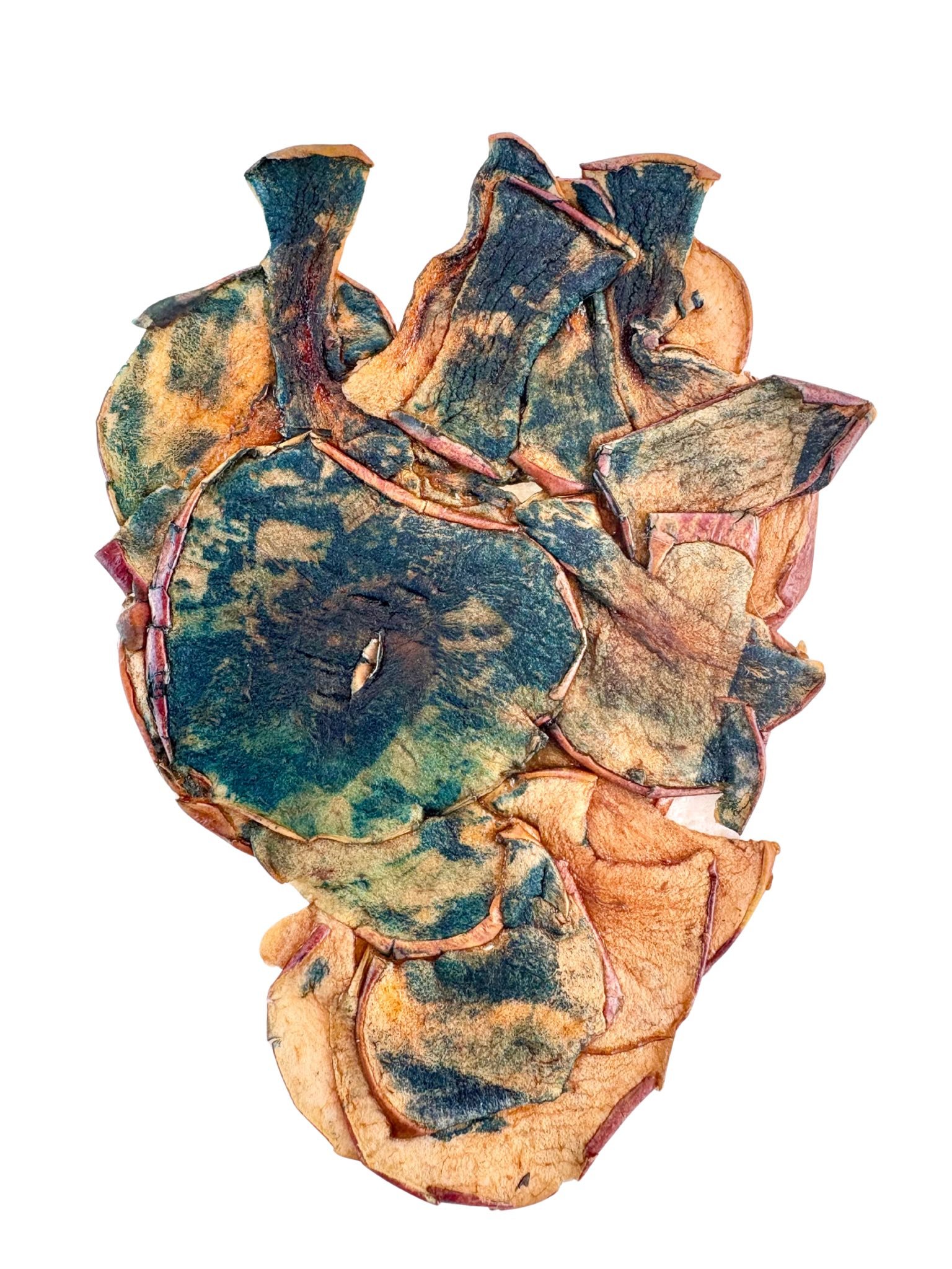 Une végétation séchée ou une plante morte avec des feuilles brunes, vertes et ou marron, décomposée, isolée sur fond blanc.