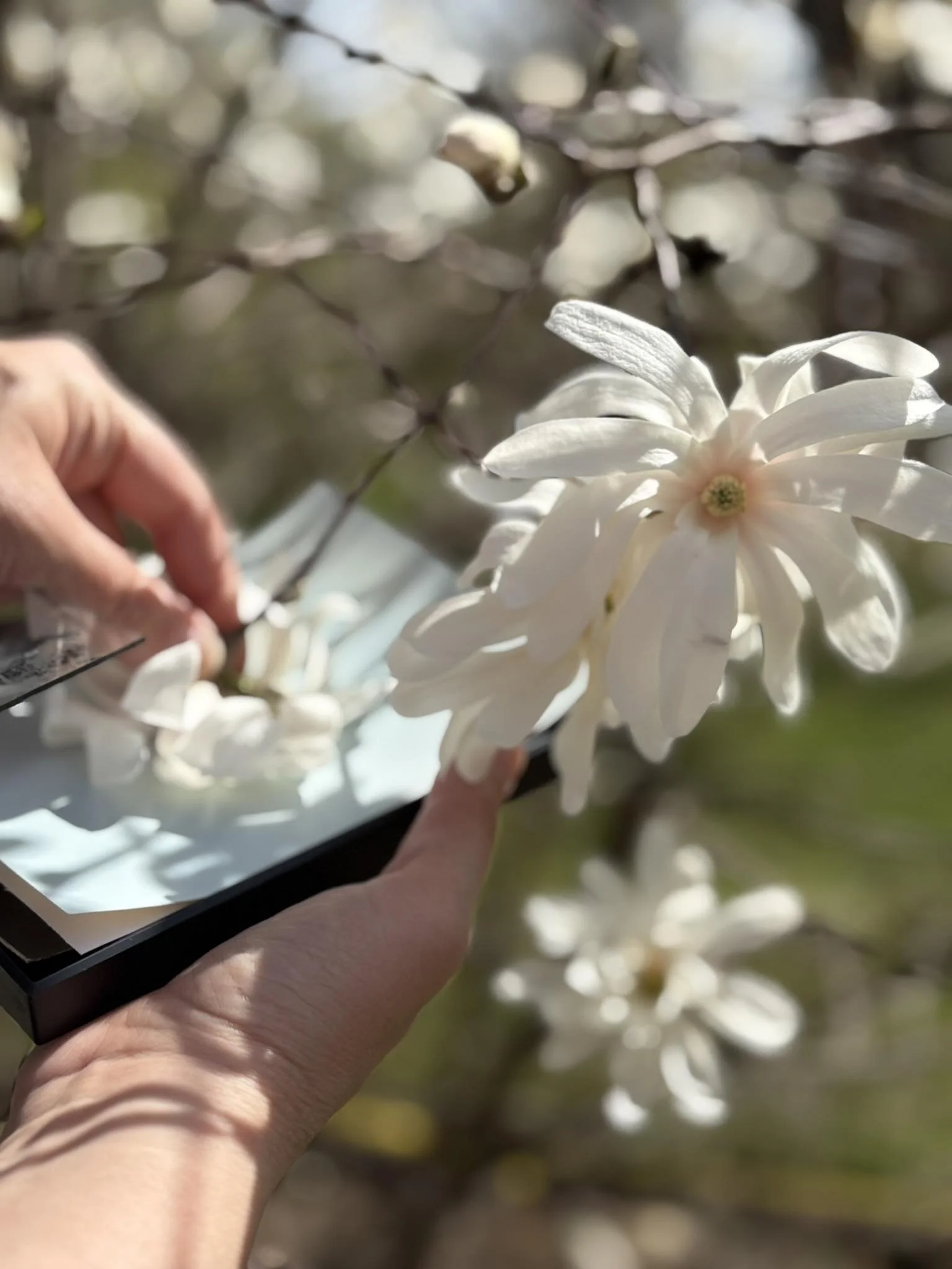 Une main tenant un smartphone capturant une fleur blanche éclatante sur une branche."