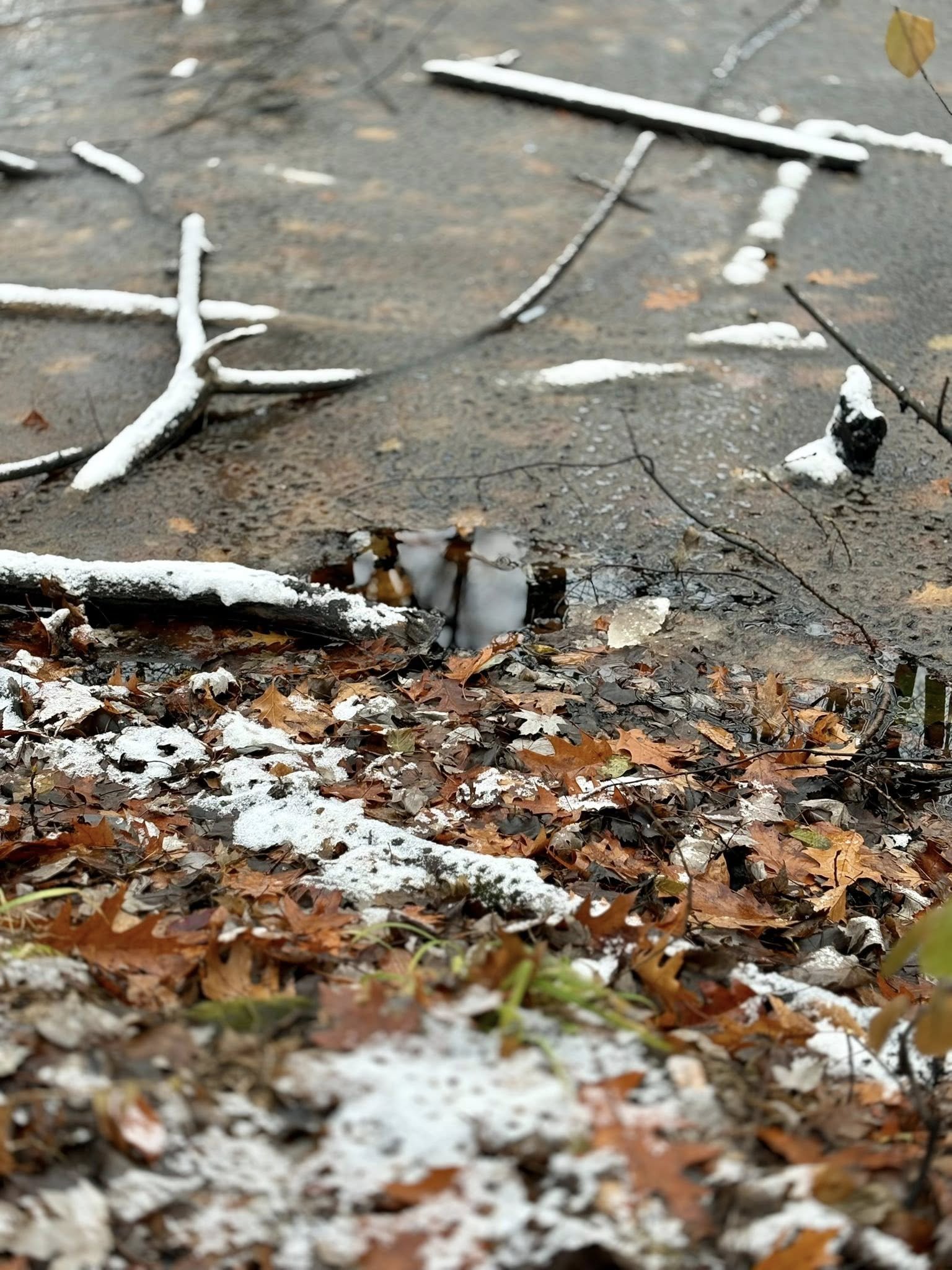 Rochers avec branches recouvertes de neige et feuilles mortes.