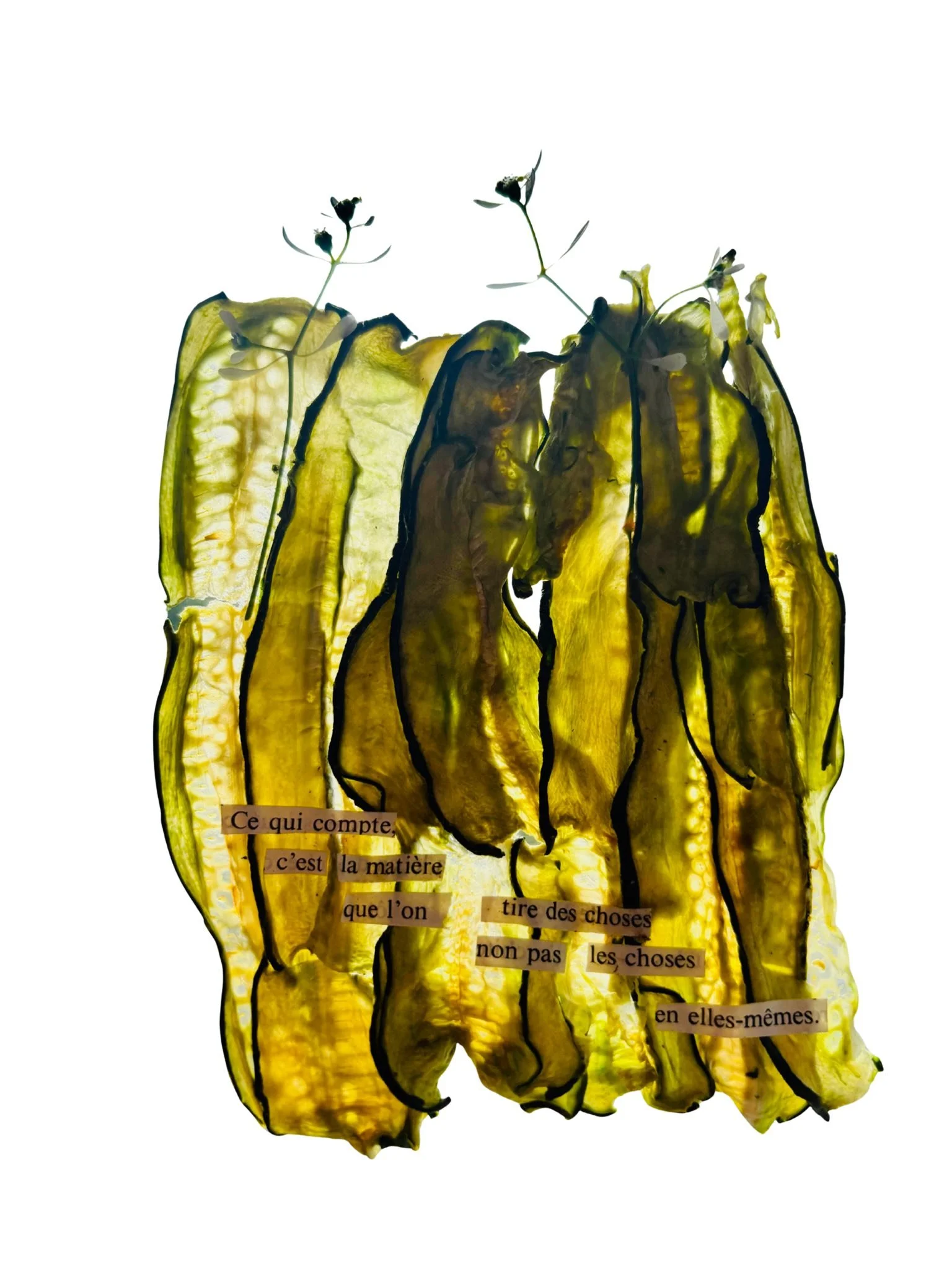 Une peinture d'un poivron vert avec un fond blanc, avec un texte en français collé dessus qui dit : «Ce qui compte, c’est la matière que l’on tire des choses non pas les choses en elles-mêmes.»