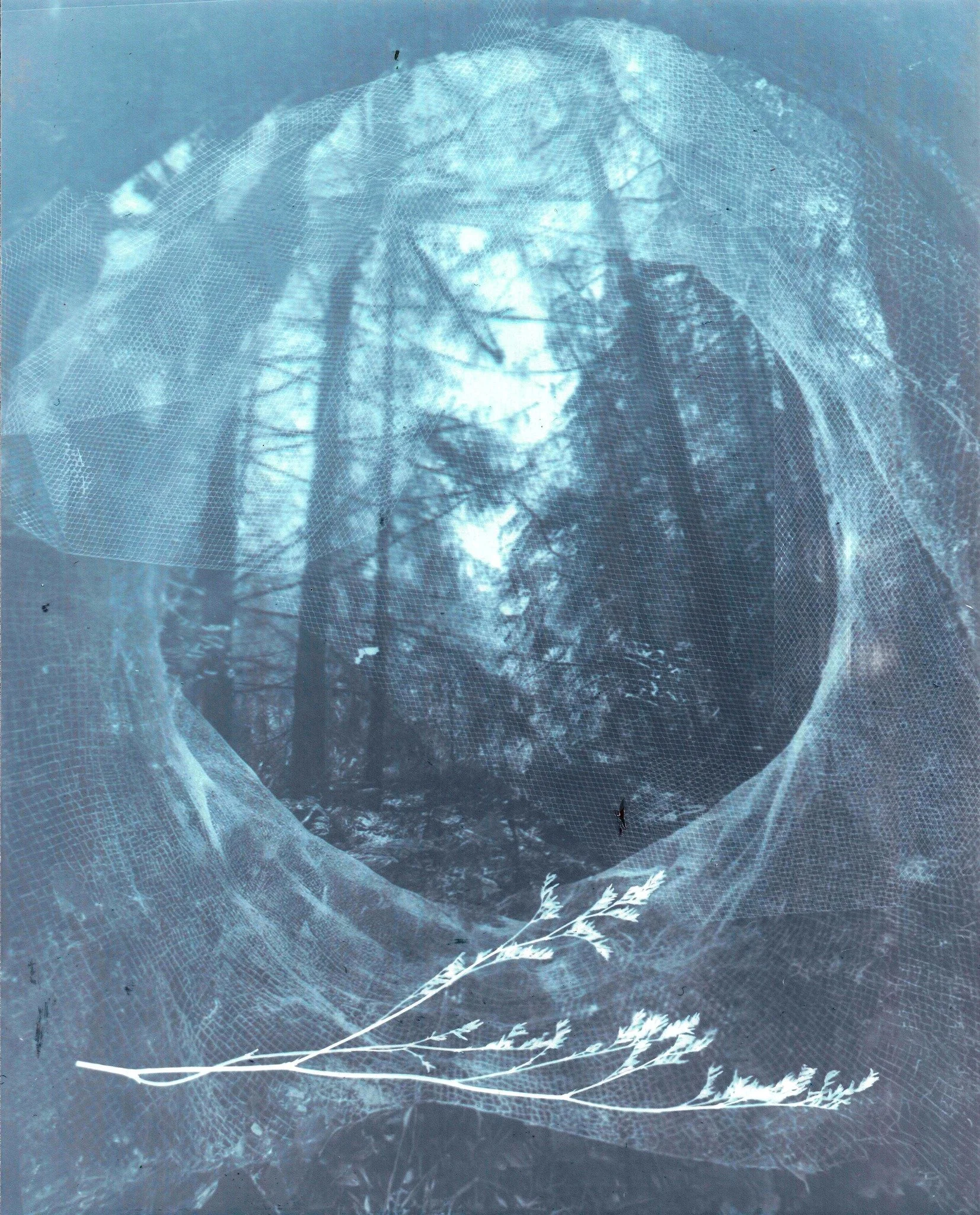 Une image artistique mêlant une forêt en gros plan avec des arbres nus contrastant avec un motif en filet bleu clair et une branche blanche en premier plan.