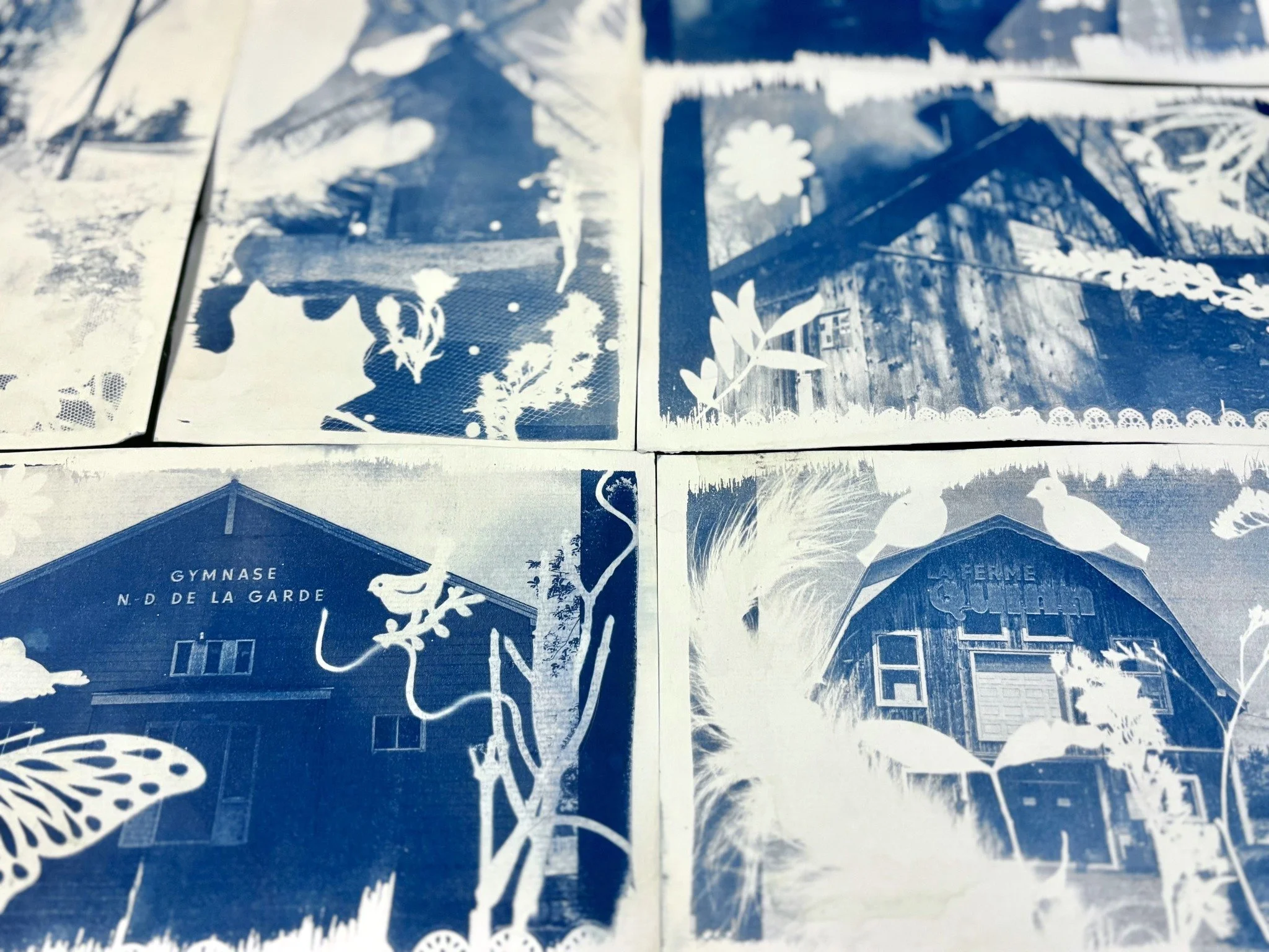 Photos en cyanotype de bâtiments et de nature, incluant un gymnase nommé 'N. D. de La Garde' et une maison en bois, entourés de papillons, oiseaux et plantes.