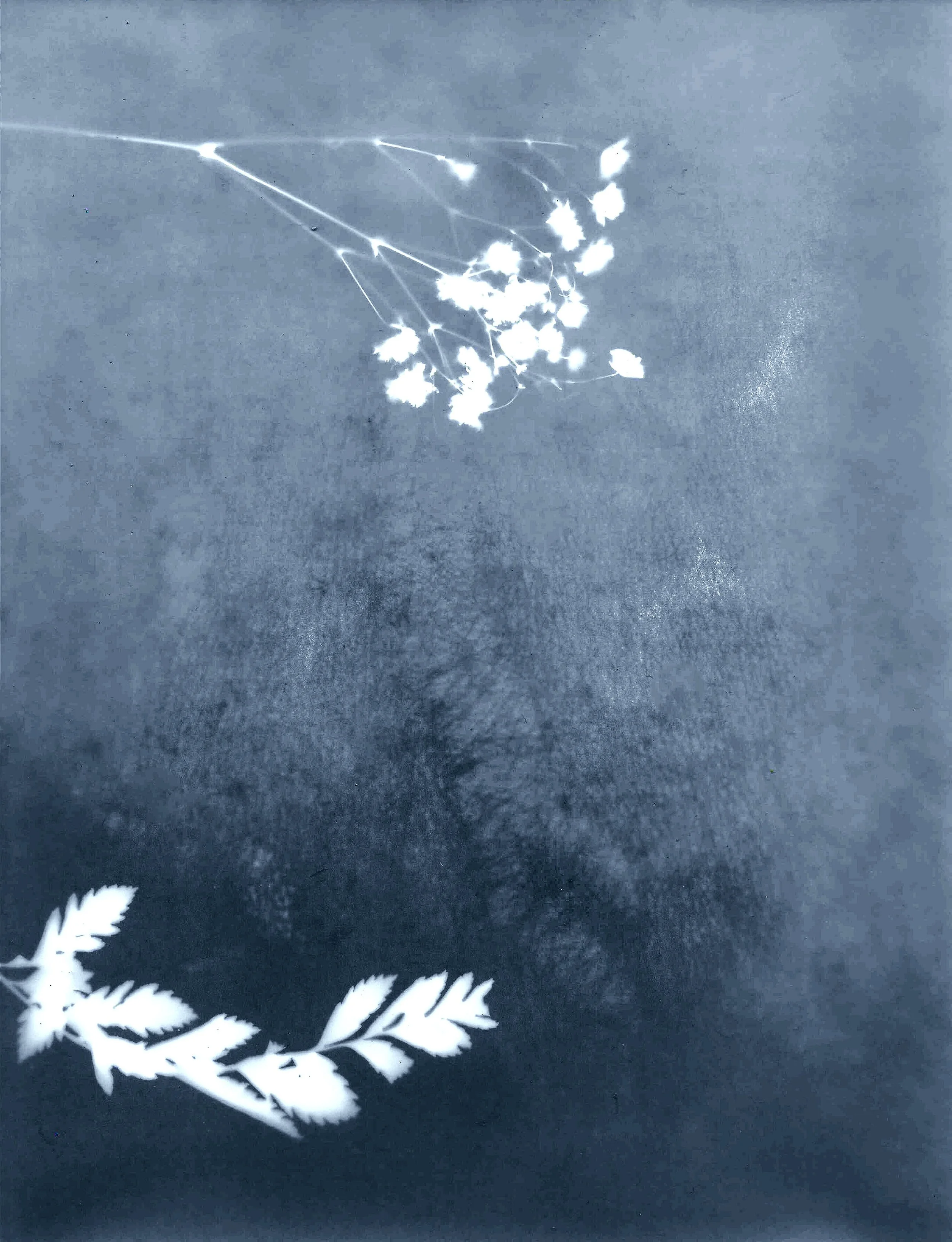 Une image en négatif montrant une branche de feuilles en haut et une autre en bas, avec un fond sombre.