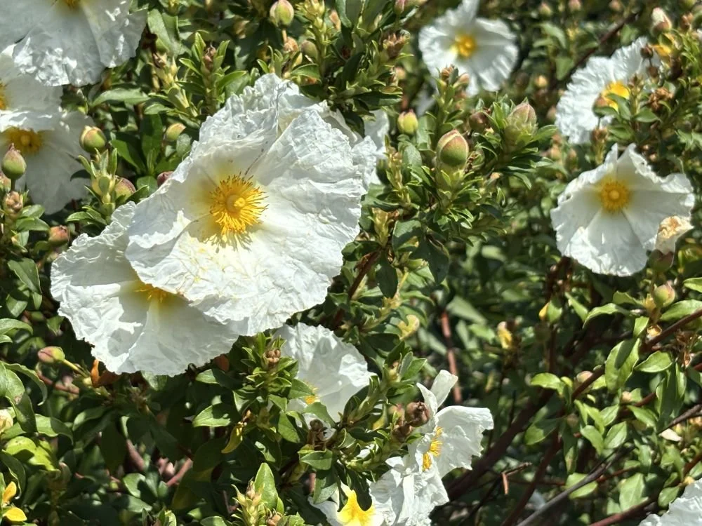 September 2026 Newsletter