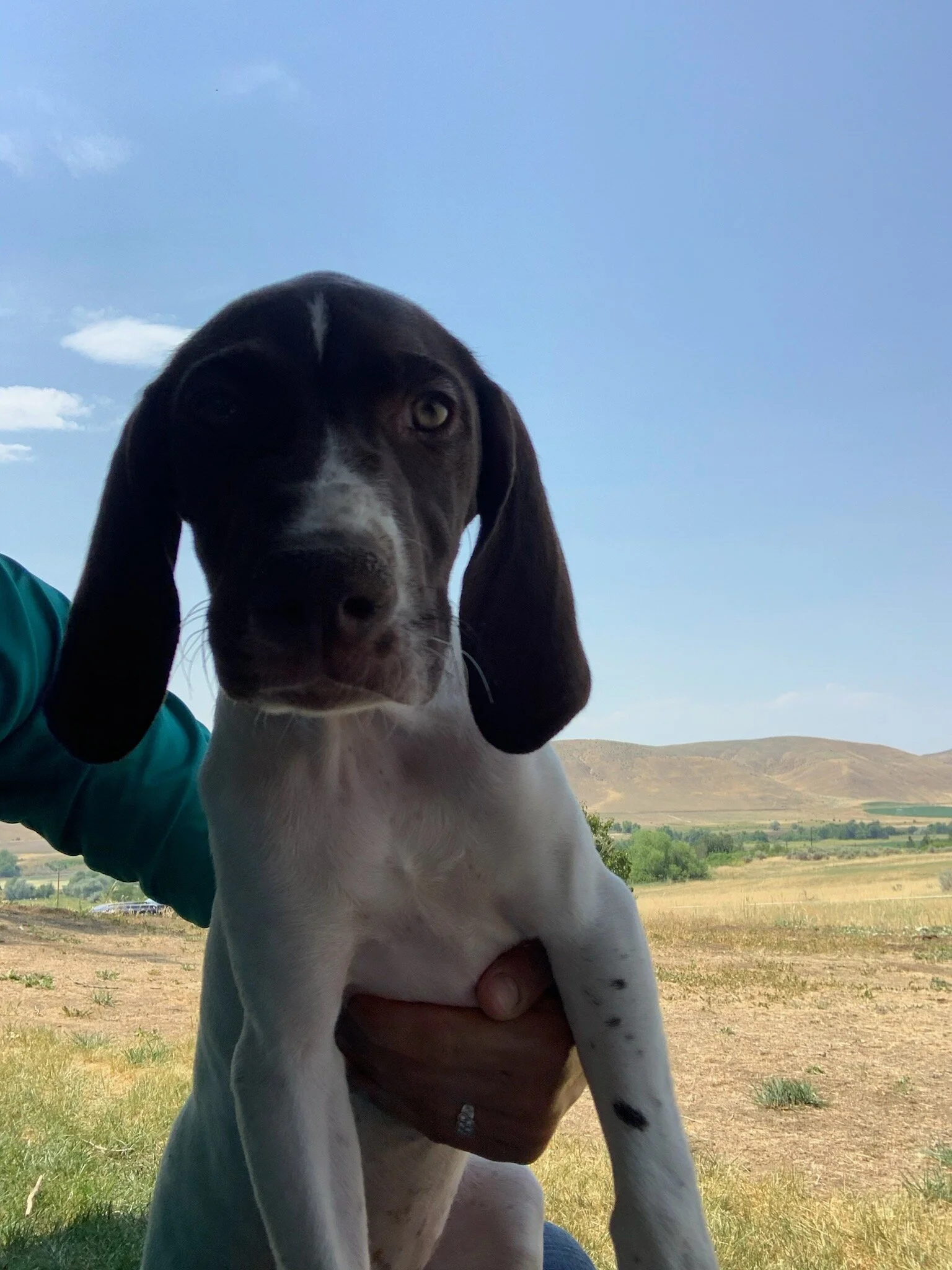 puppy 1 (1).jpg
