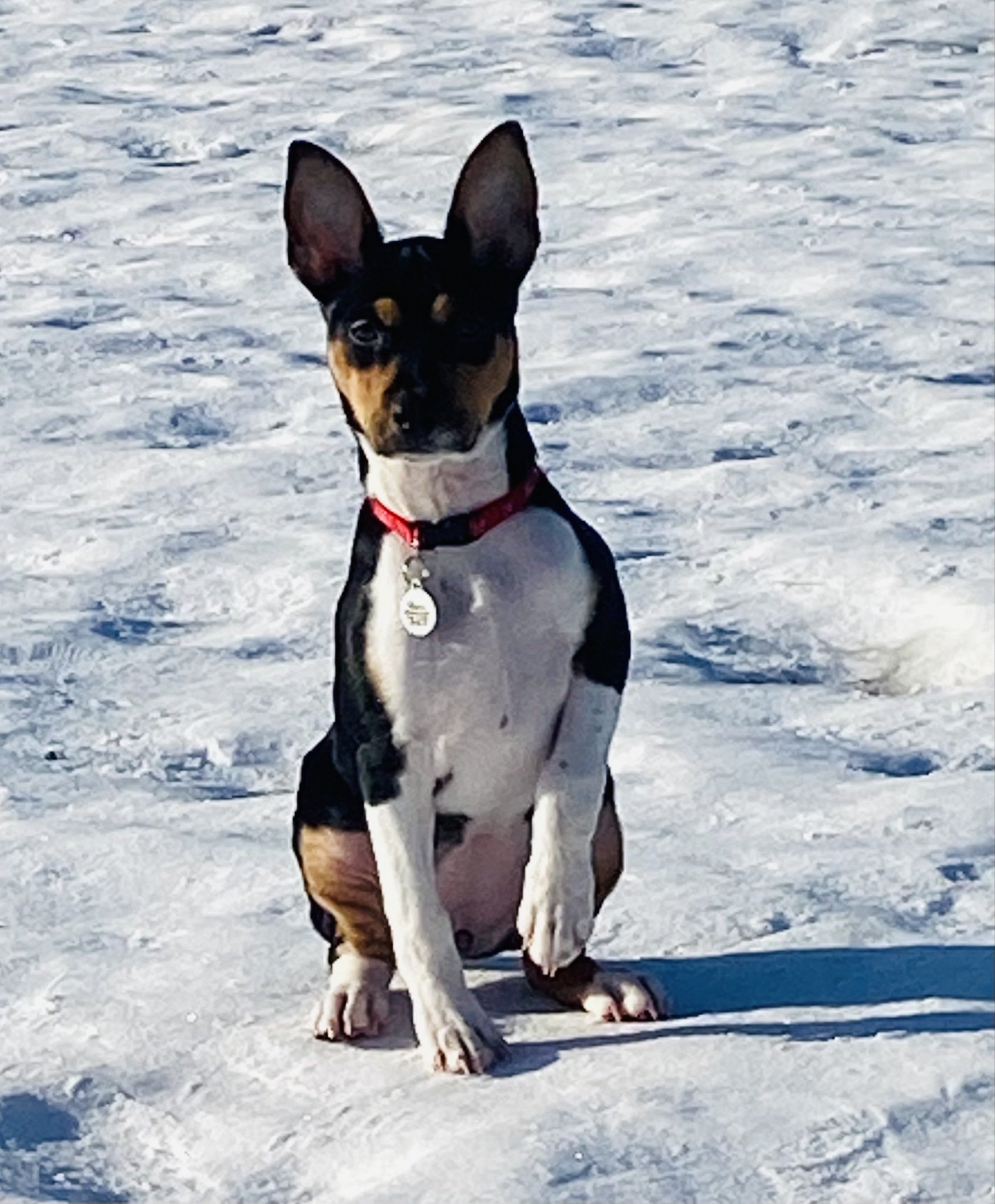 Decker Terriers — Hard Point Kennels