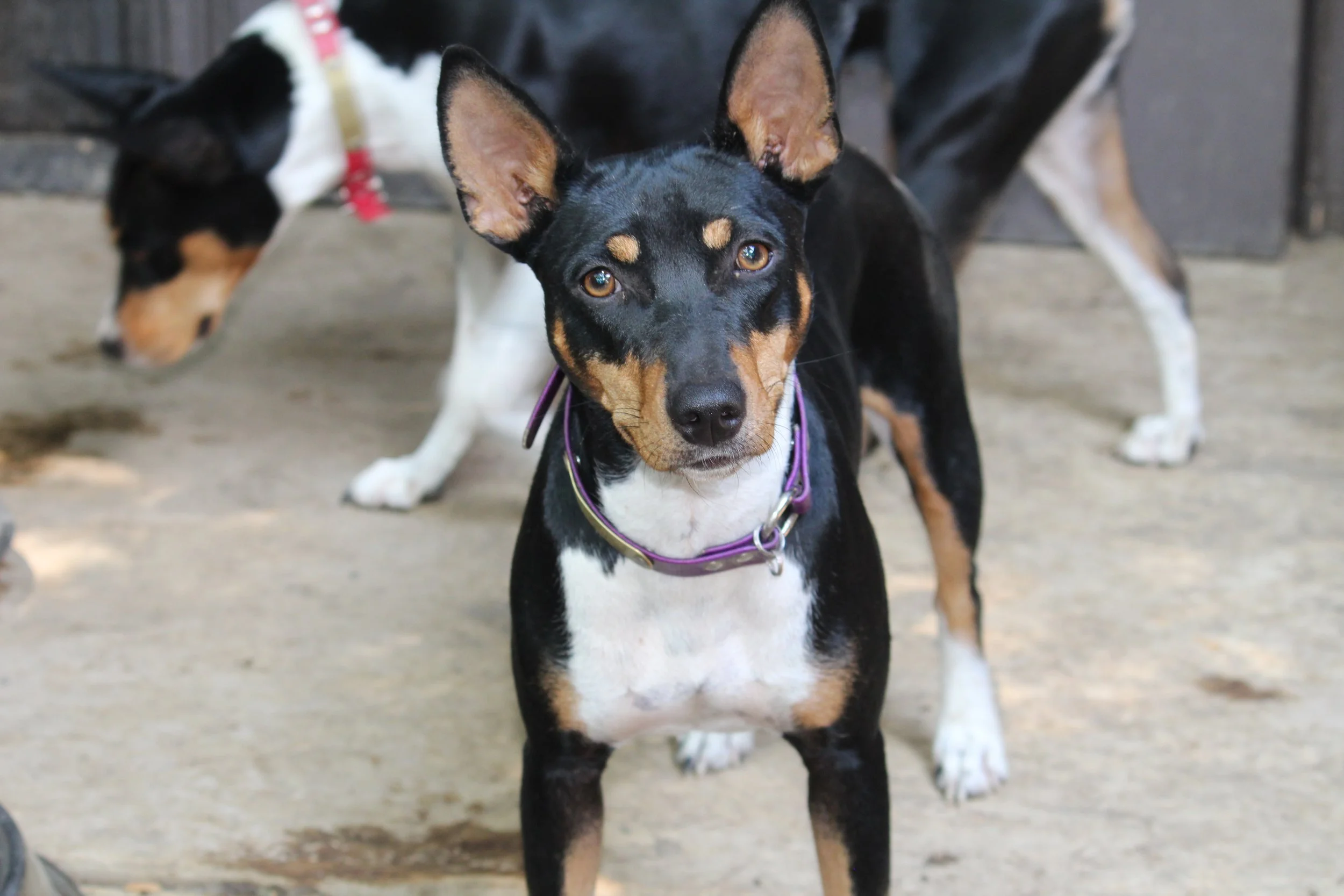 Commons Wikimedia Seegmiller Standard Rat Terriers Decker Rat