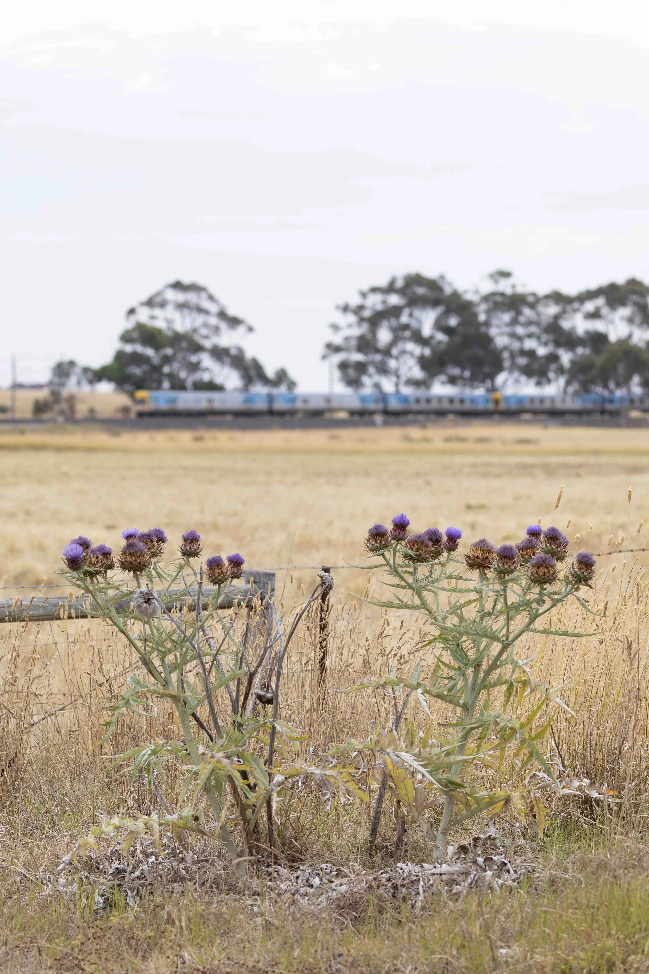 Sunbury Line comeng suburban train Diggers Rest Scott Gould Railway A Life fine art photography train photography