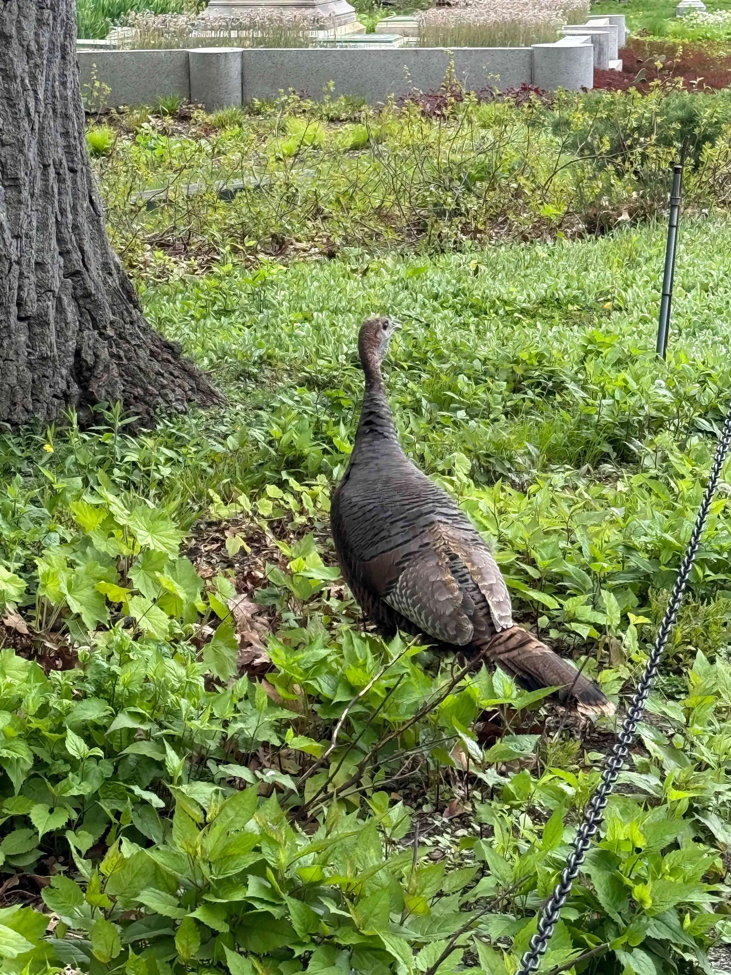 Mount-Auburn-Cemetery_turkey.jpg
