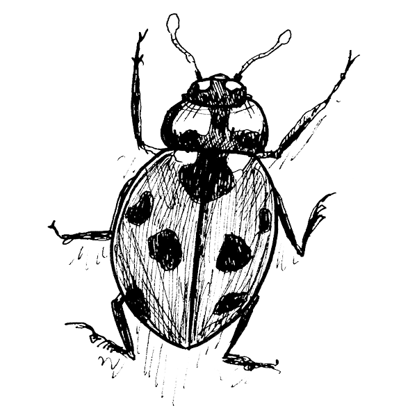 Lady Bird
