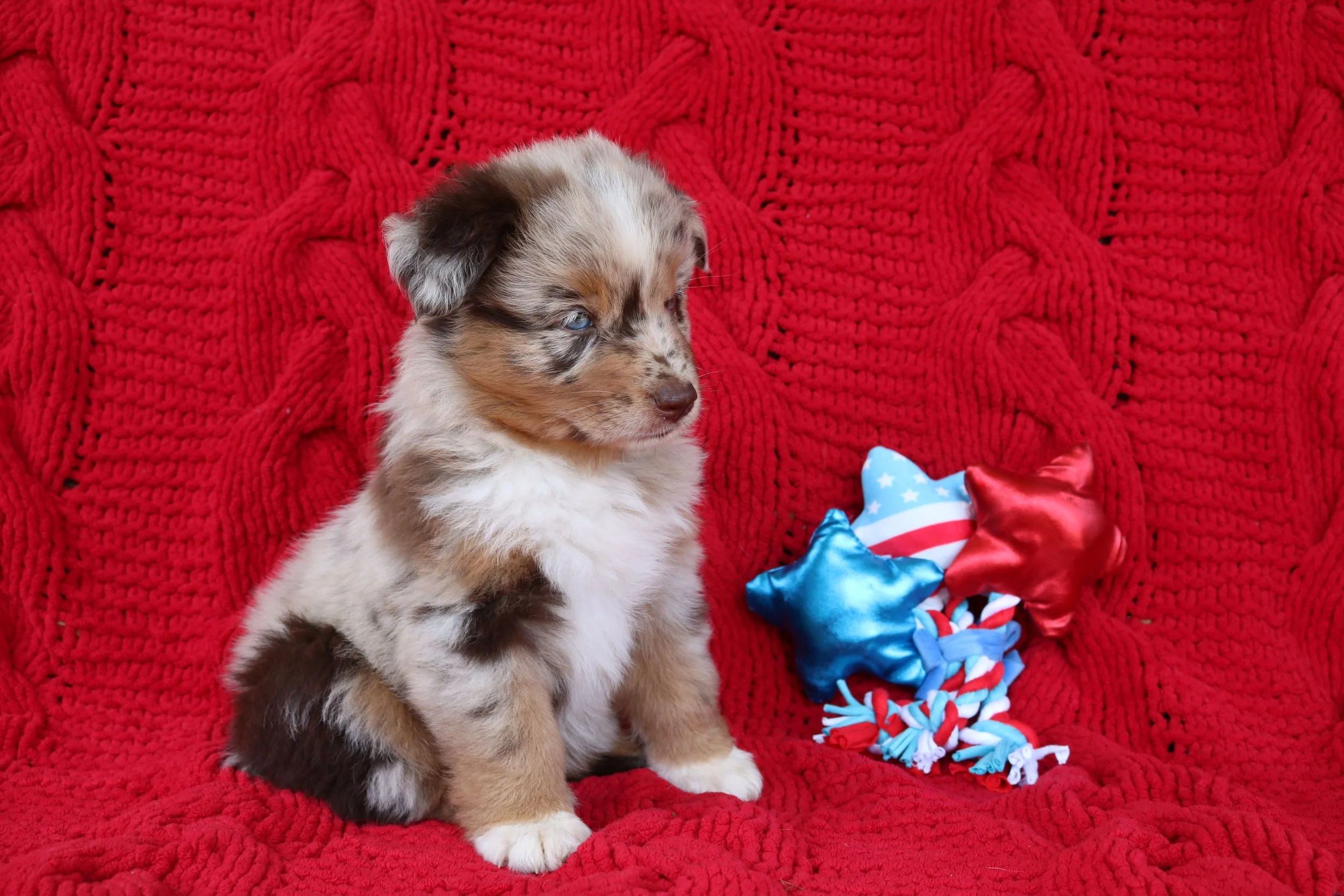 Spangles 7 weeks2.JPG