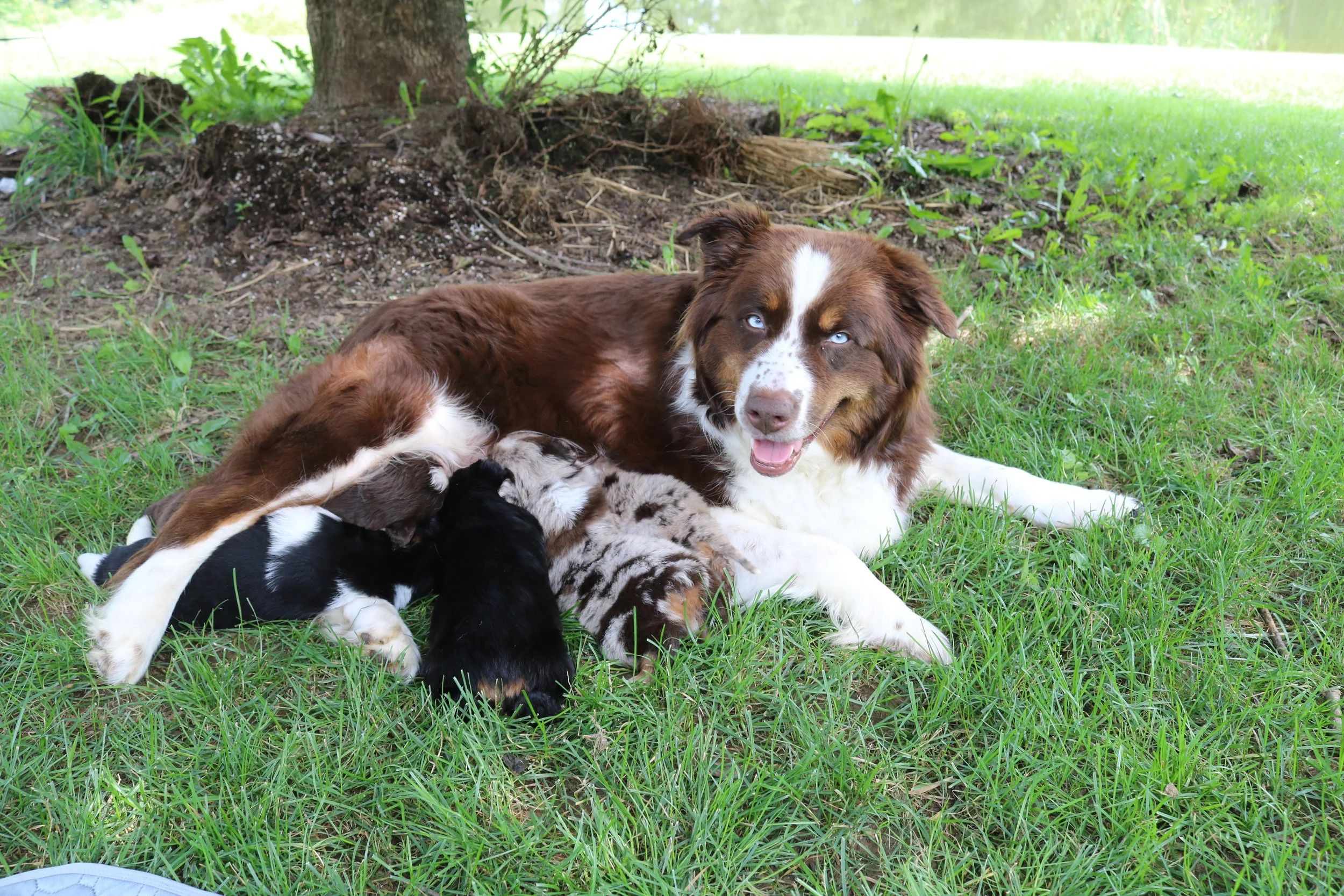 Lola & Pups 3.5 weeks.JPG