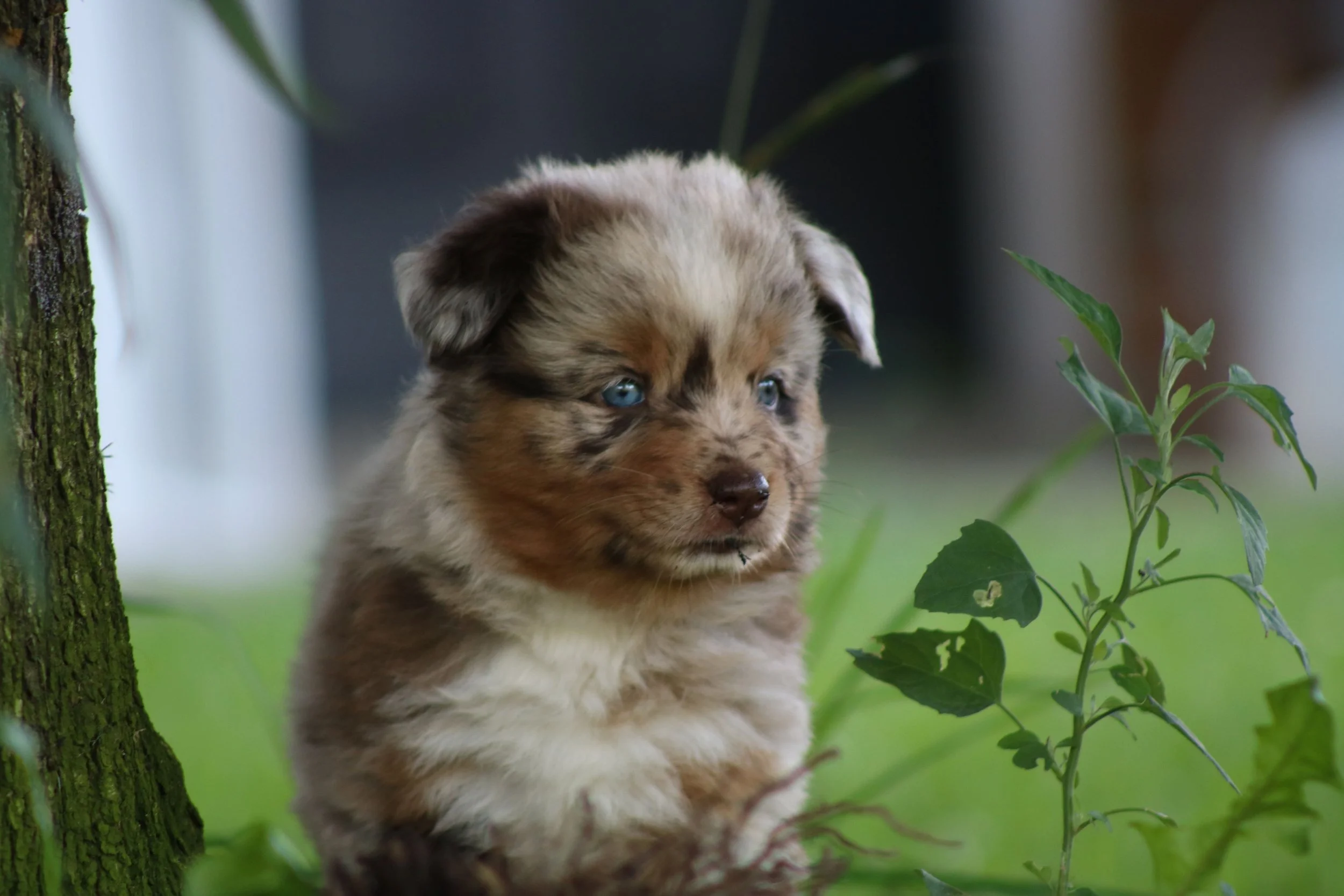 6 weeks
