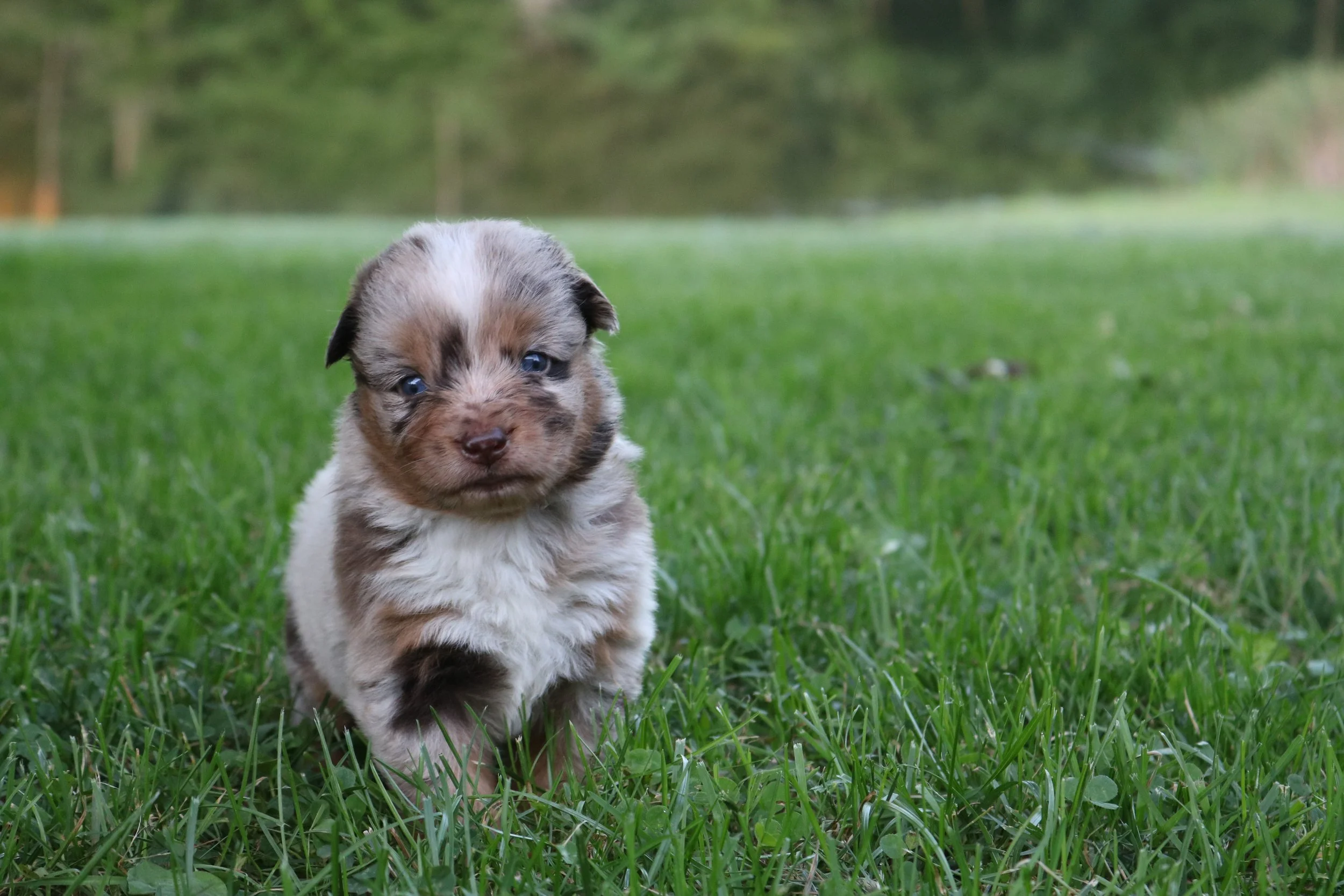 3.5 weeks