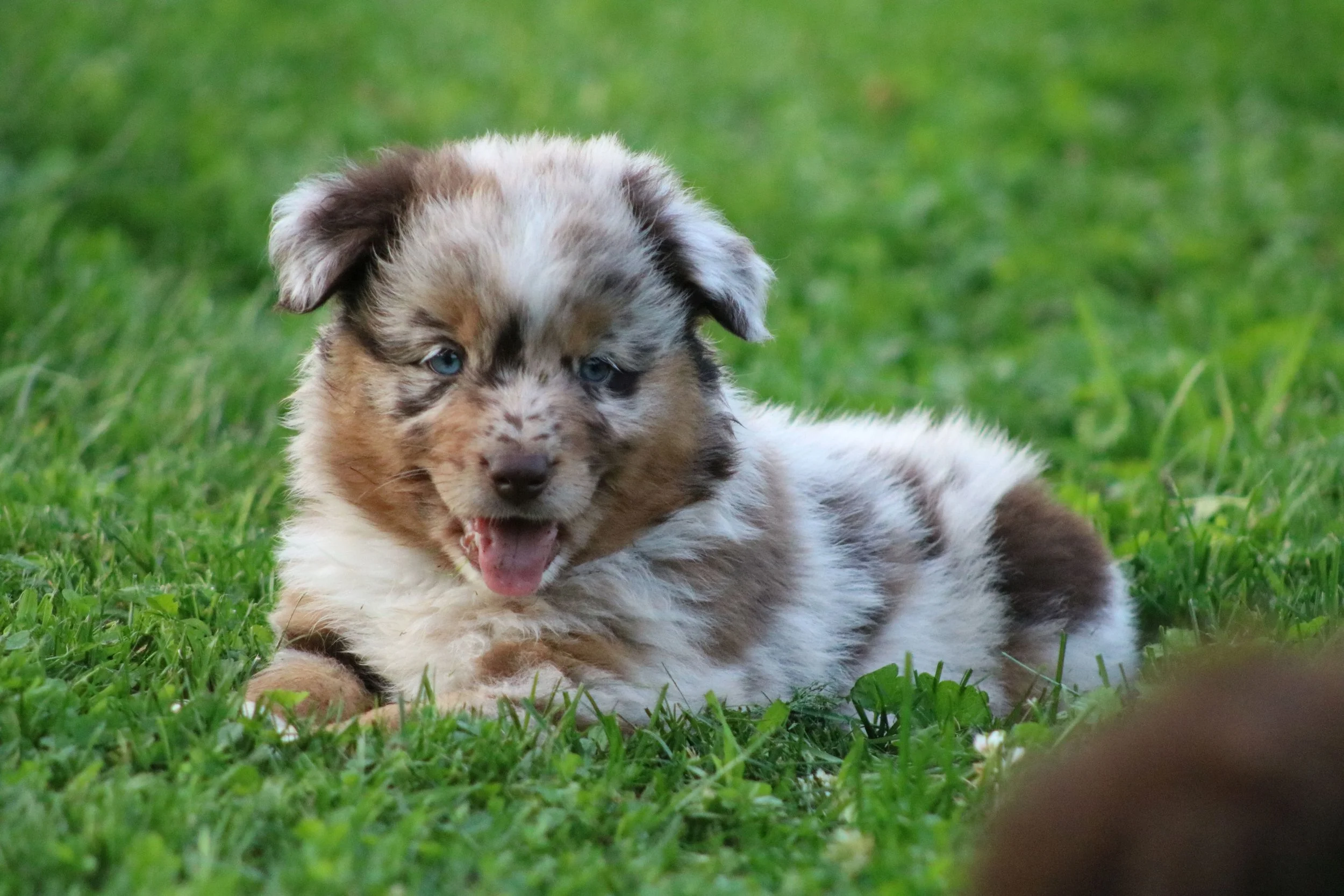 6.5 weeks
